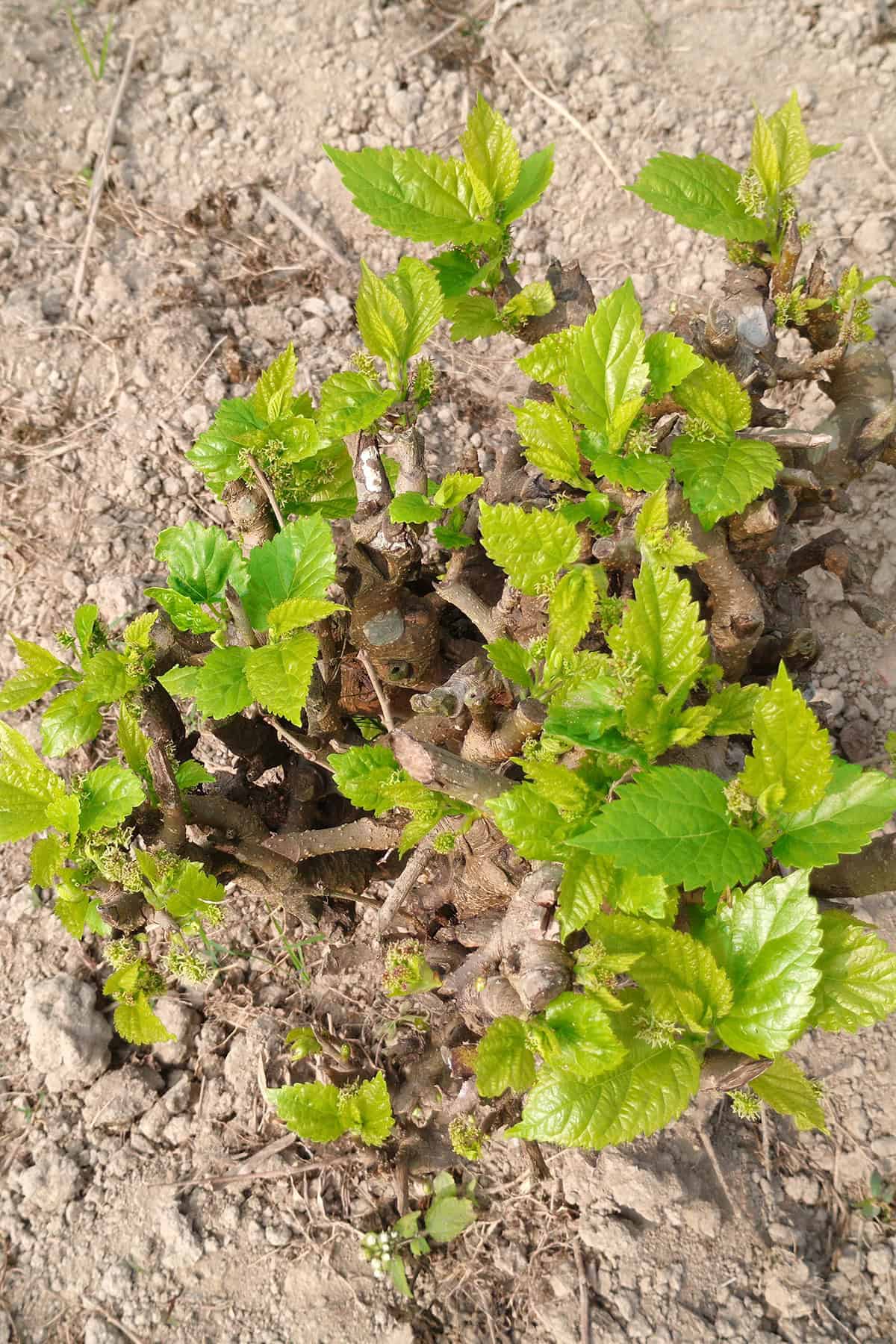 Propagation Methods Mulberry Tree