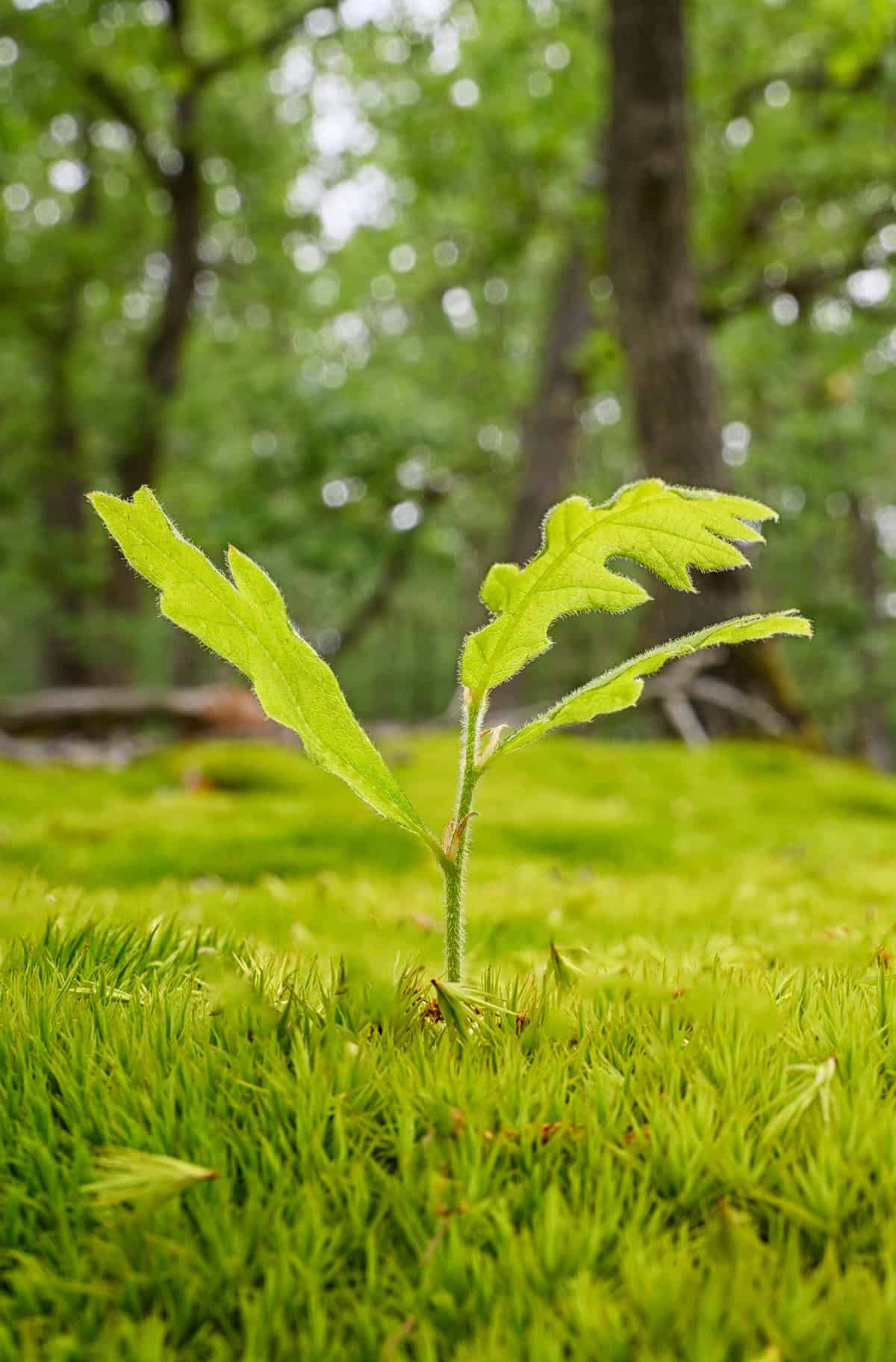 Propagation Oak Tree