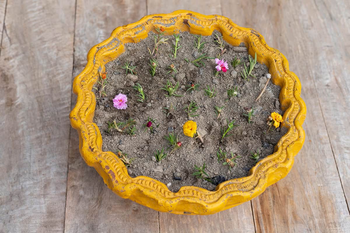 Propagation Portulaca