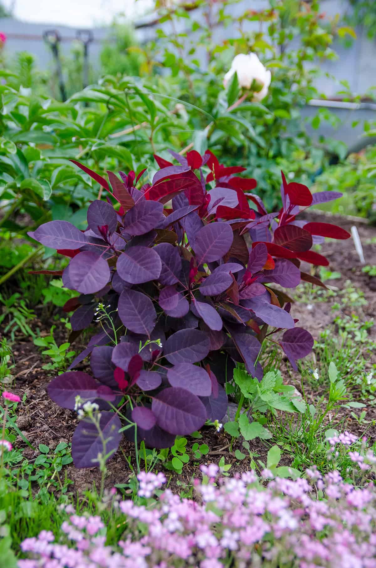Propagation Purple Smoke Bush