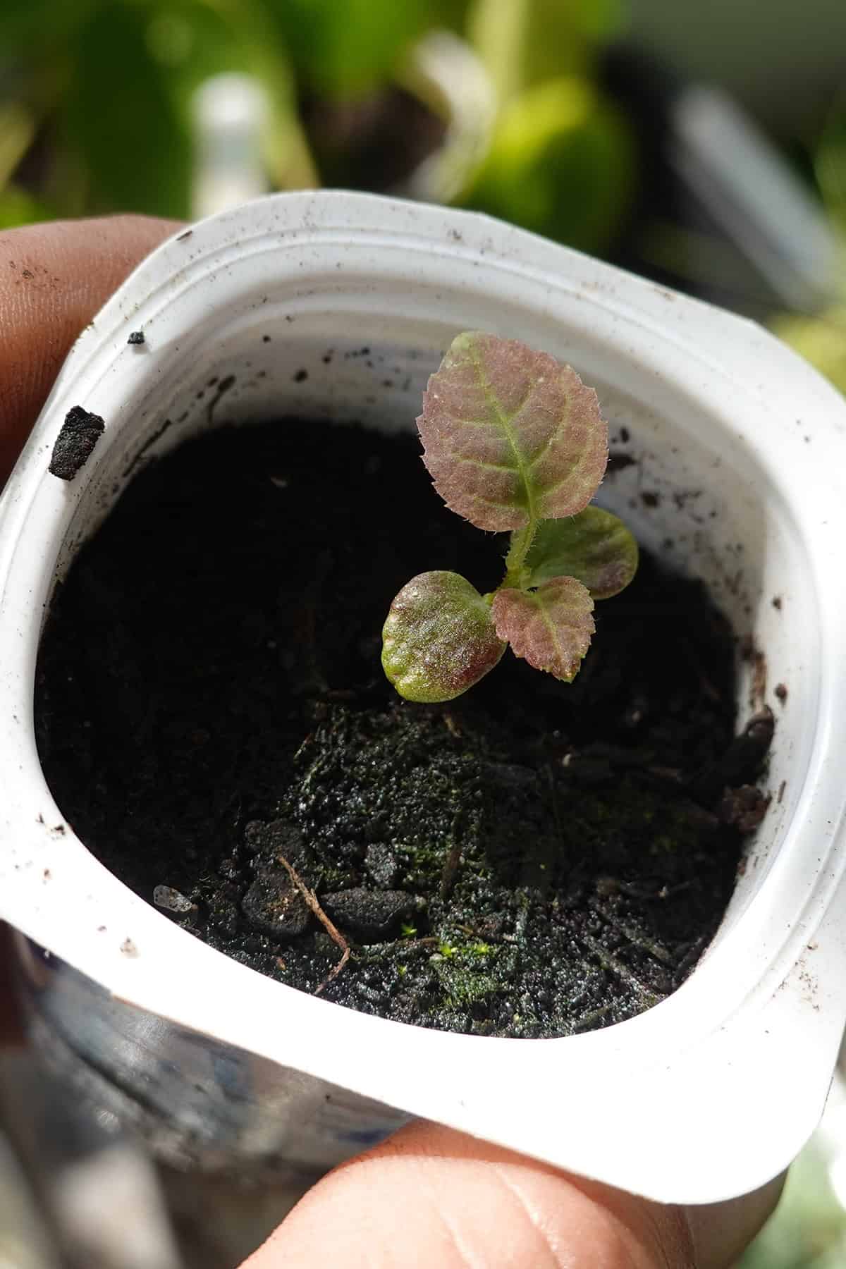 Propagation method Kiwi Vine