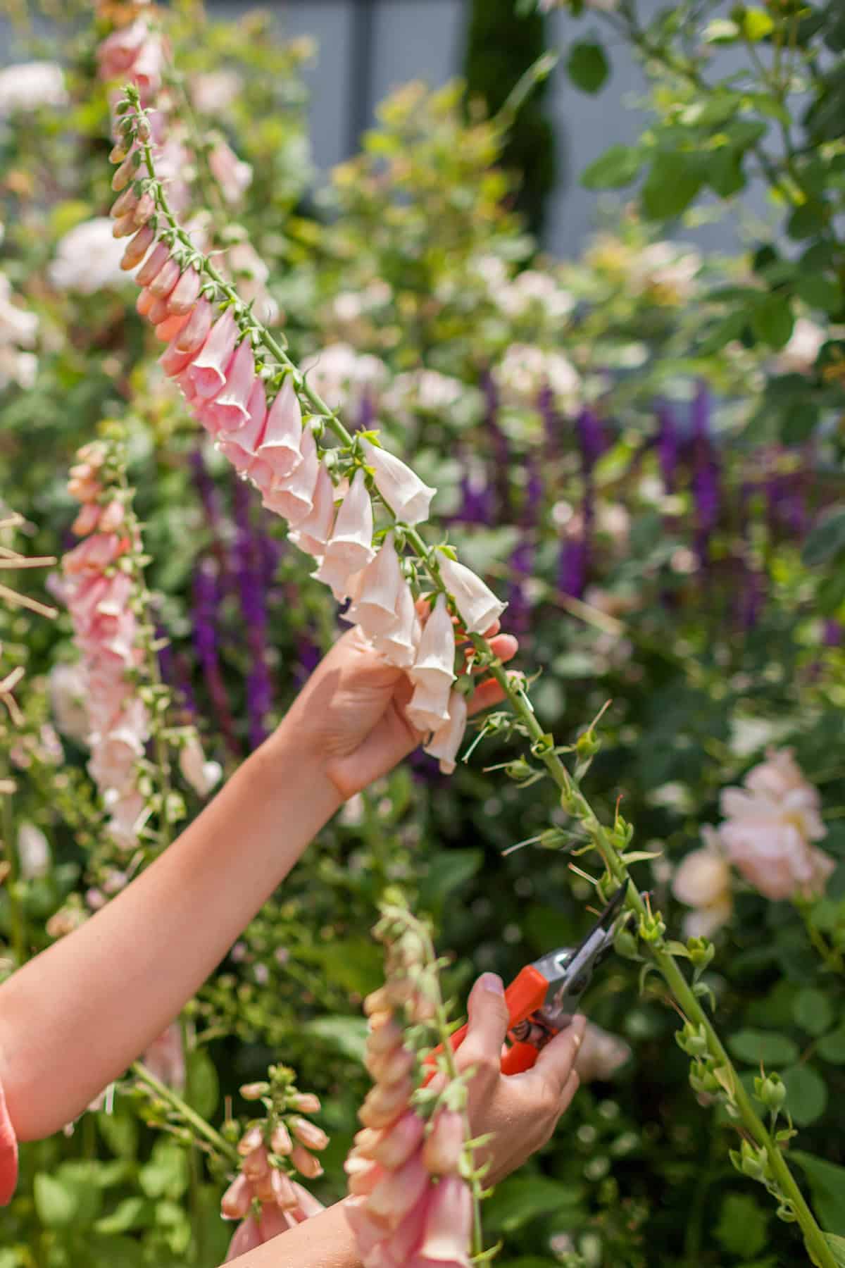 Pruning Foxglove