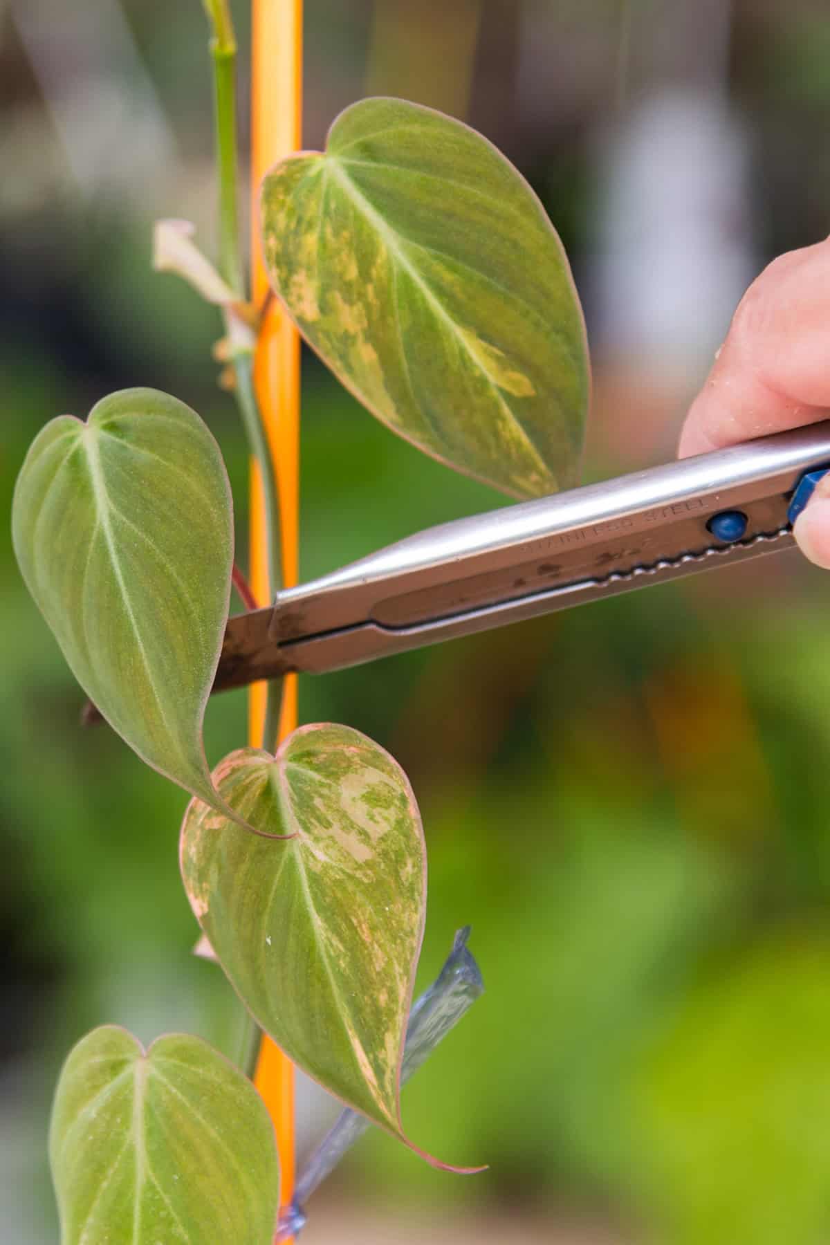 Pruning Pholodendron Micans