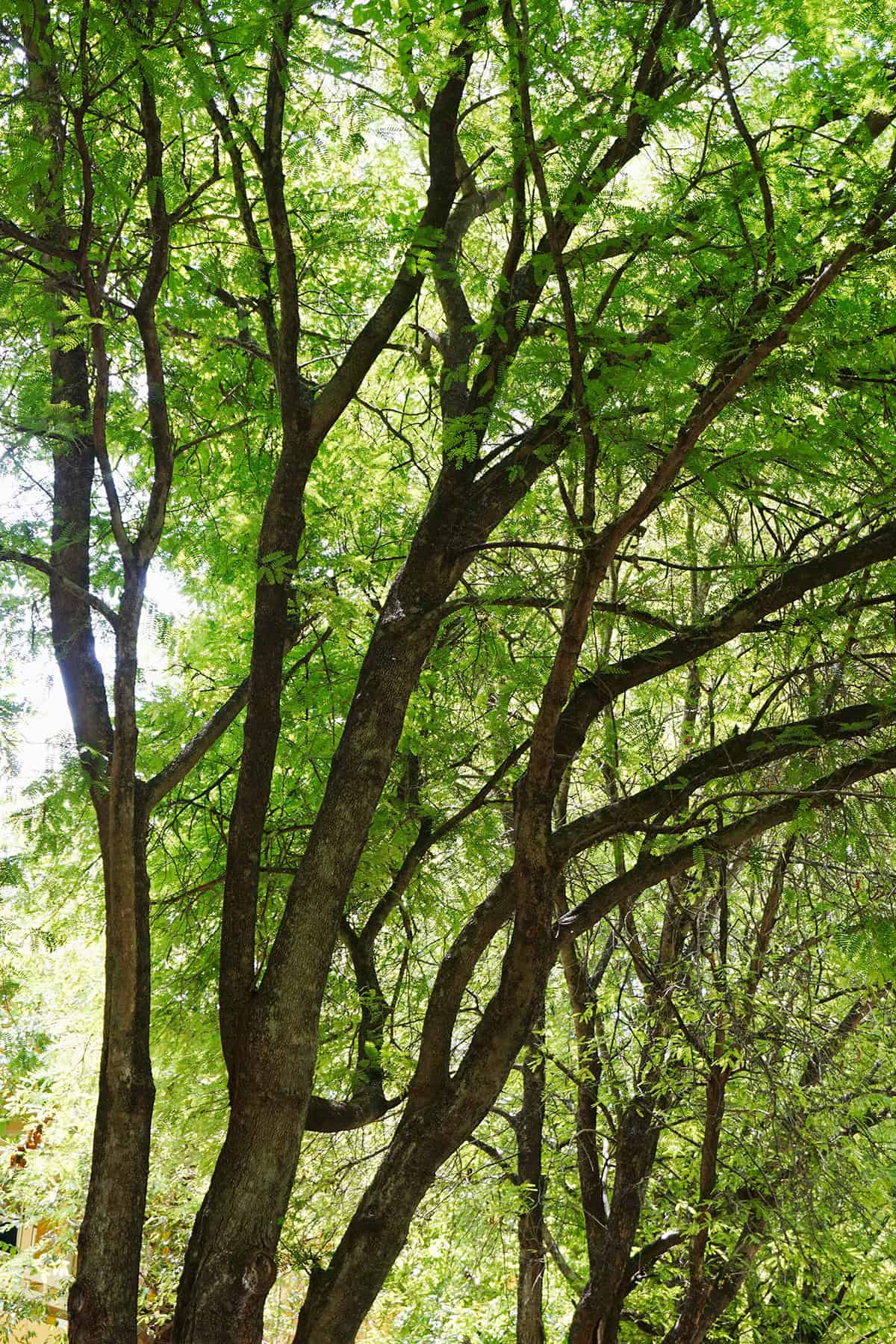 Quick Care Guidance Tamarind Tree