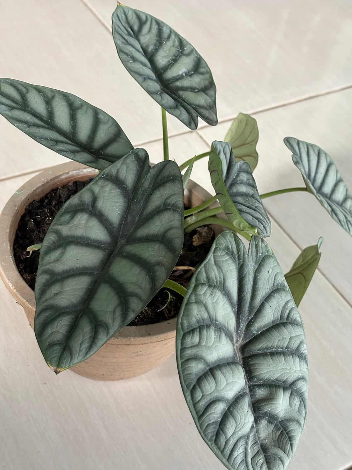 Quick Care Summary Alocasia Silver Dragon