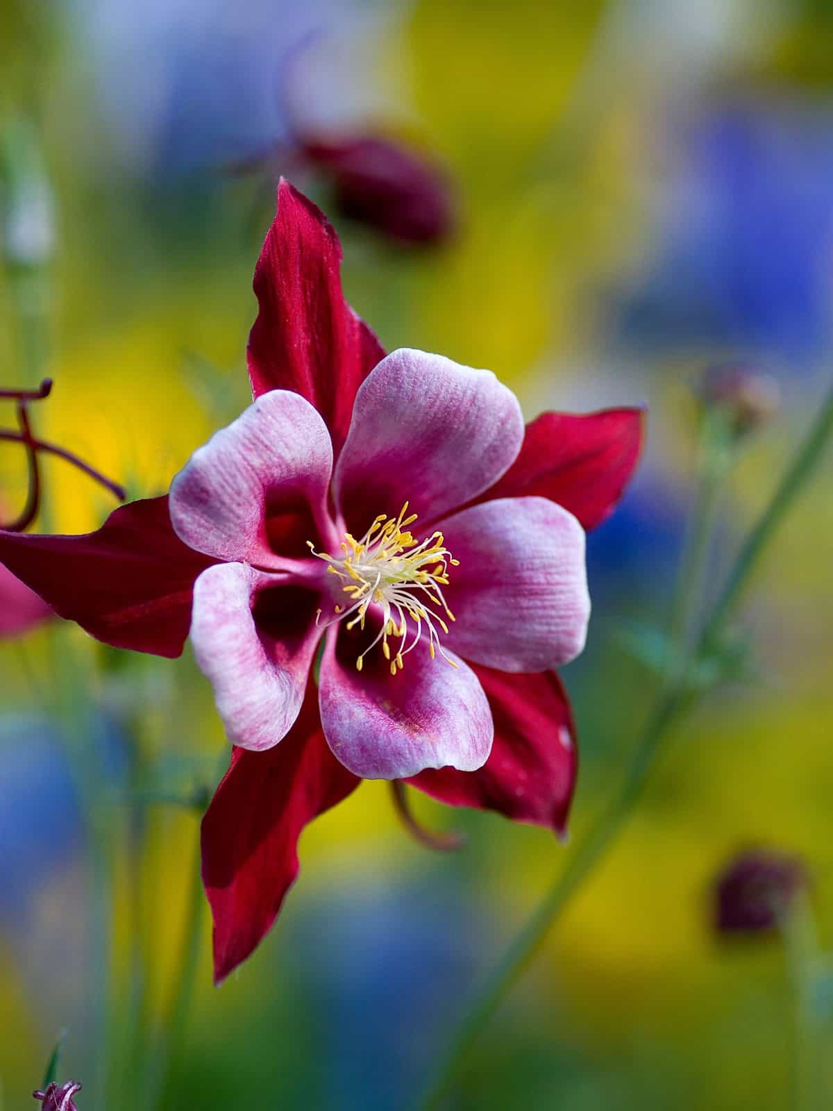 Quick Care Summary Columbine_1