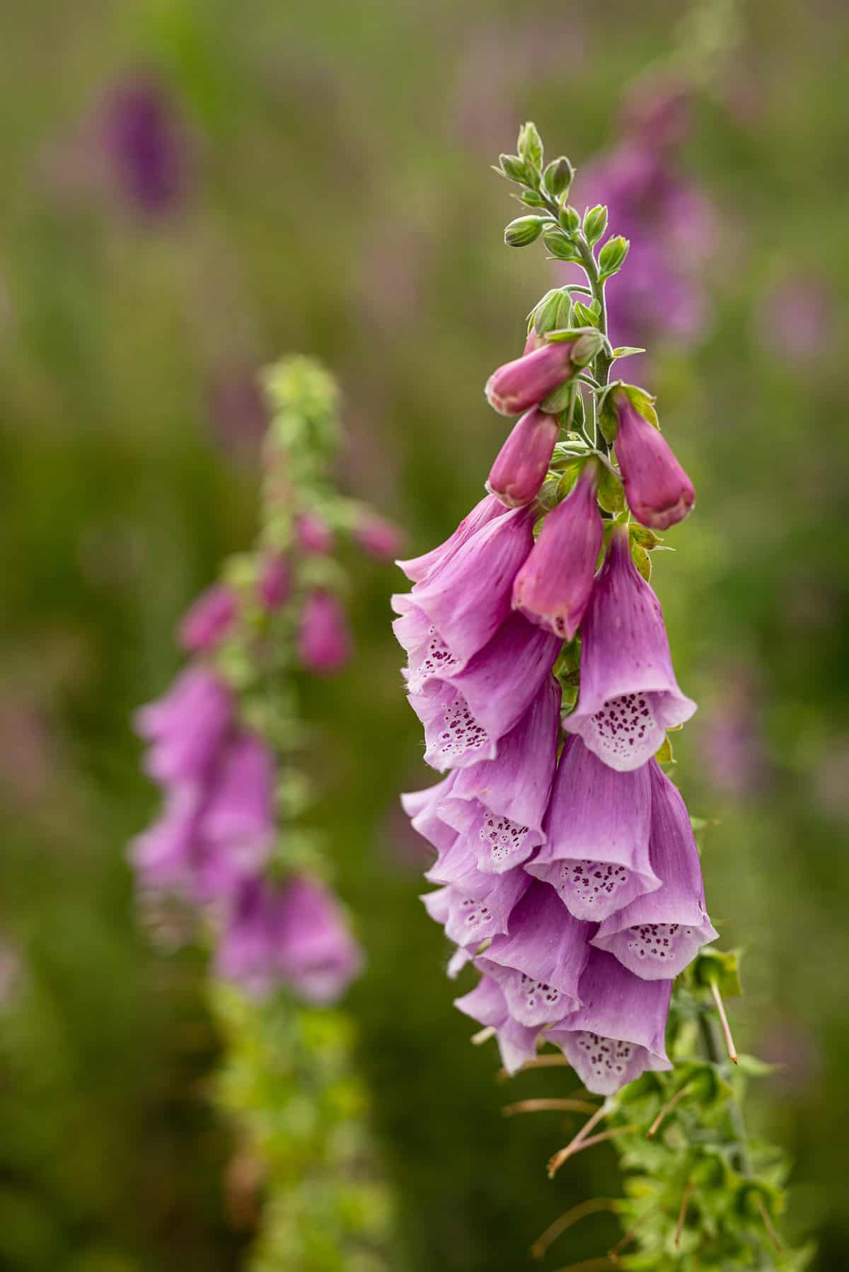 Quick Care Summary Foxglove