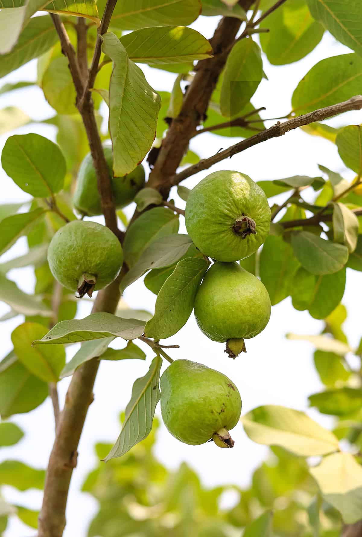 Quick Care Summary Guava Tree