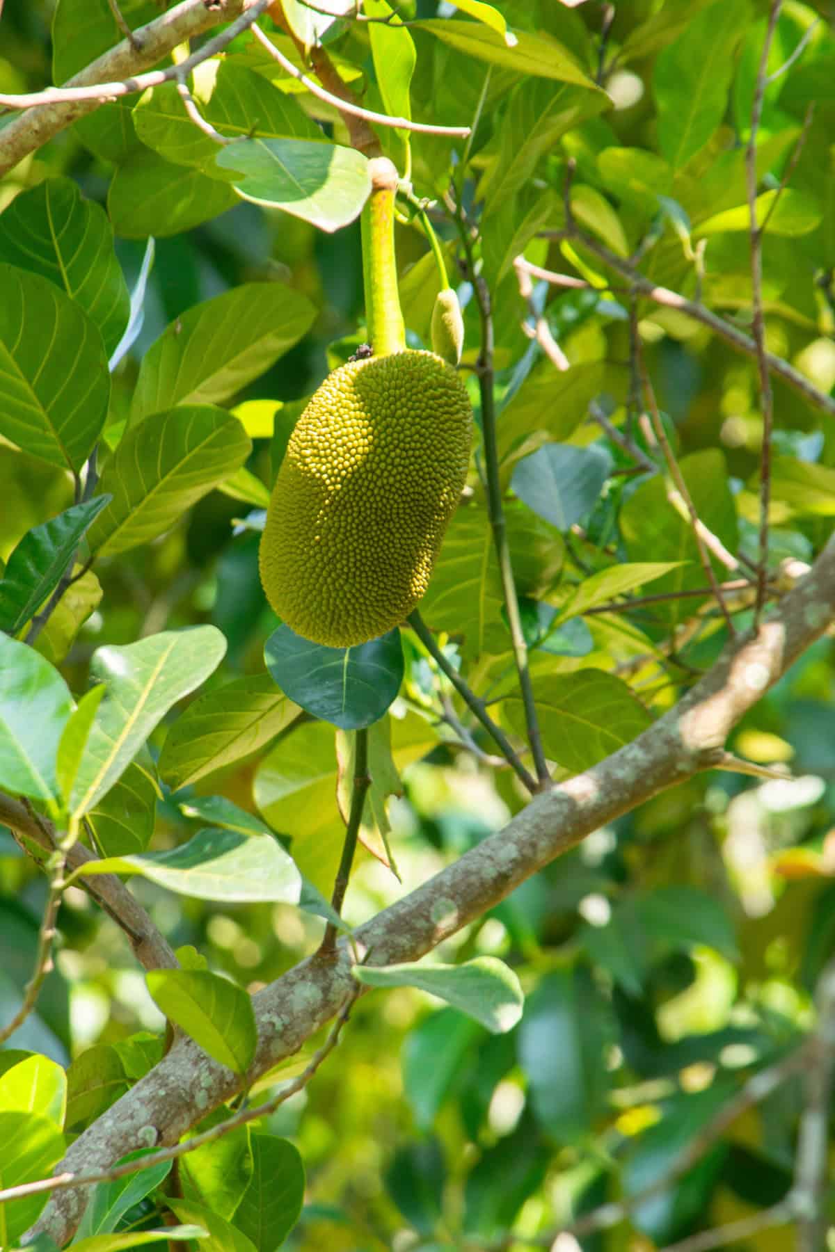 Quick Care Summary Jackfruit Tree