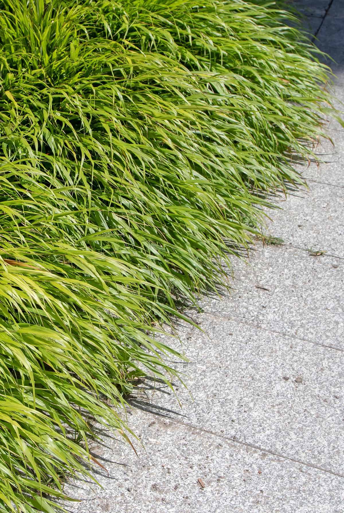 Quick Care Summary Japanese Forest Grass_1