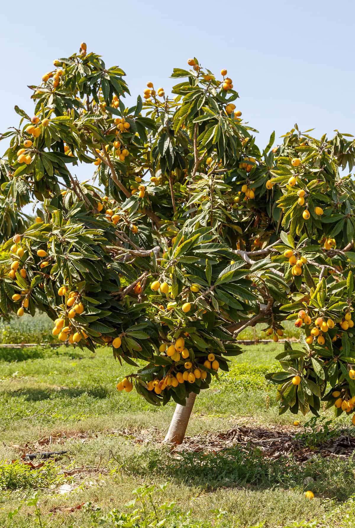 Quick Care Summary Loquat Tree_1