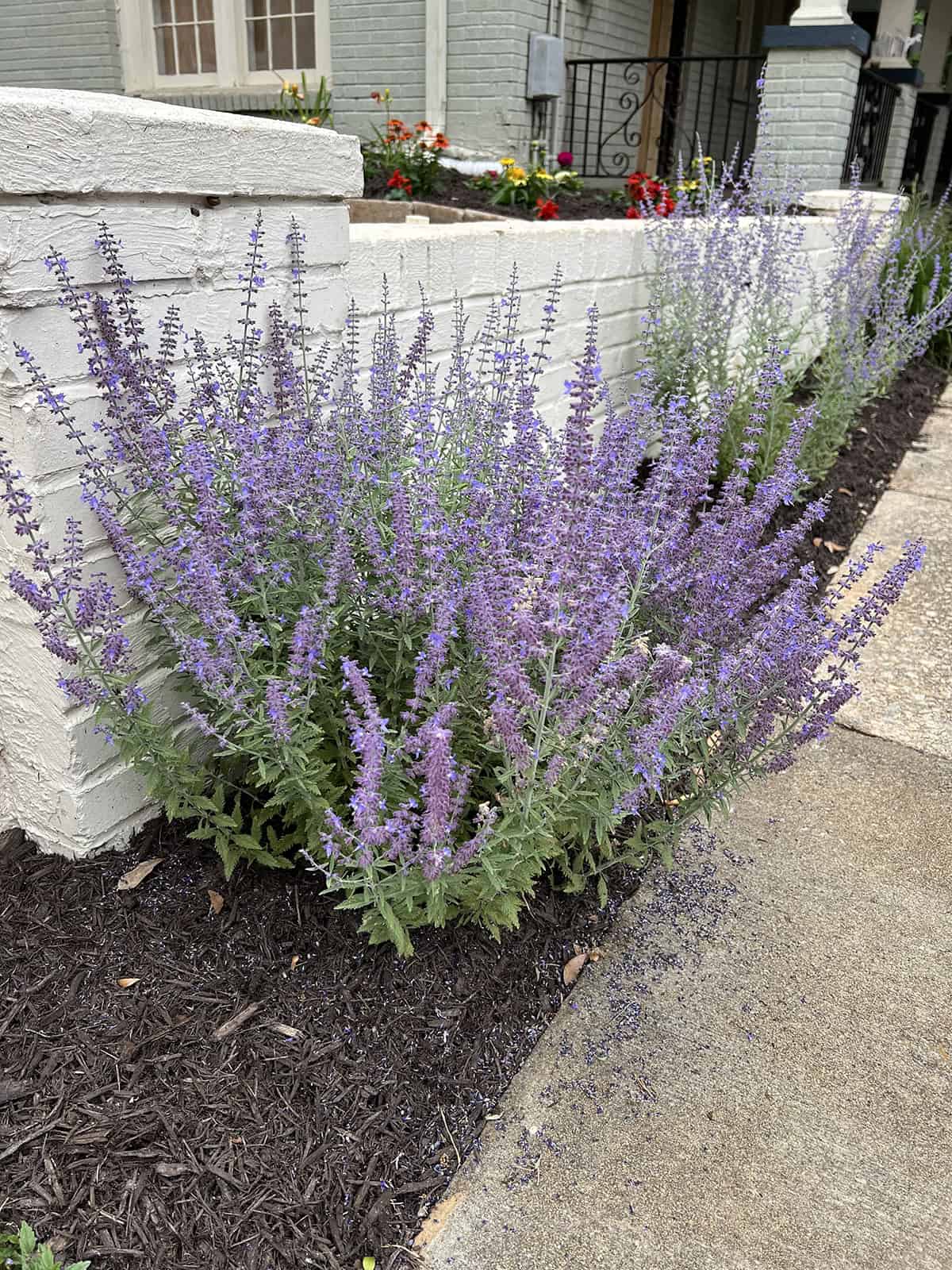 Quick Care Summary Russian Sage