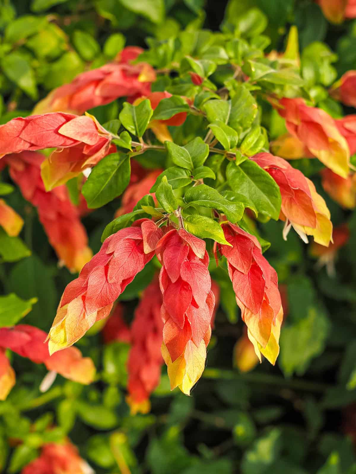 Quick Care Summary Shrimp Plant