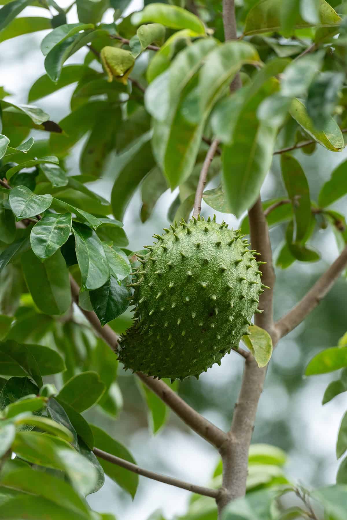 Quick Care Summary Soursop Tree