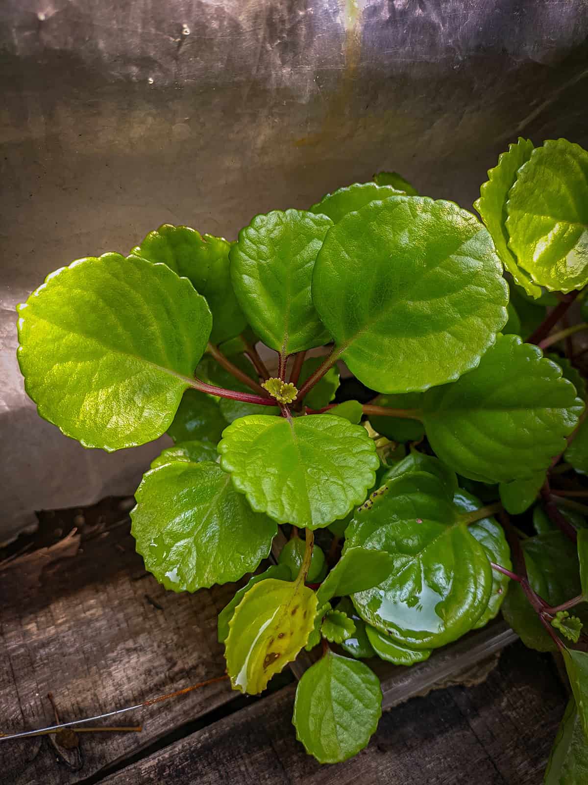 Quick Care Summary Swedish Ivy (Plectranthus verticillatus)