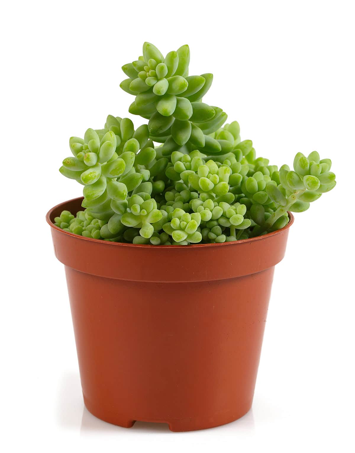 Sedum morganianum ‘Burrito’