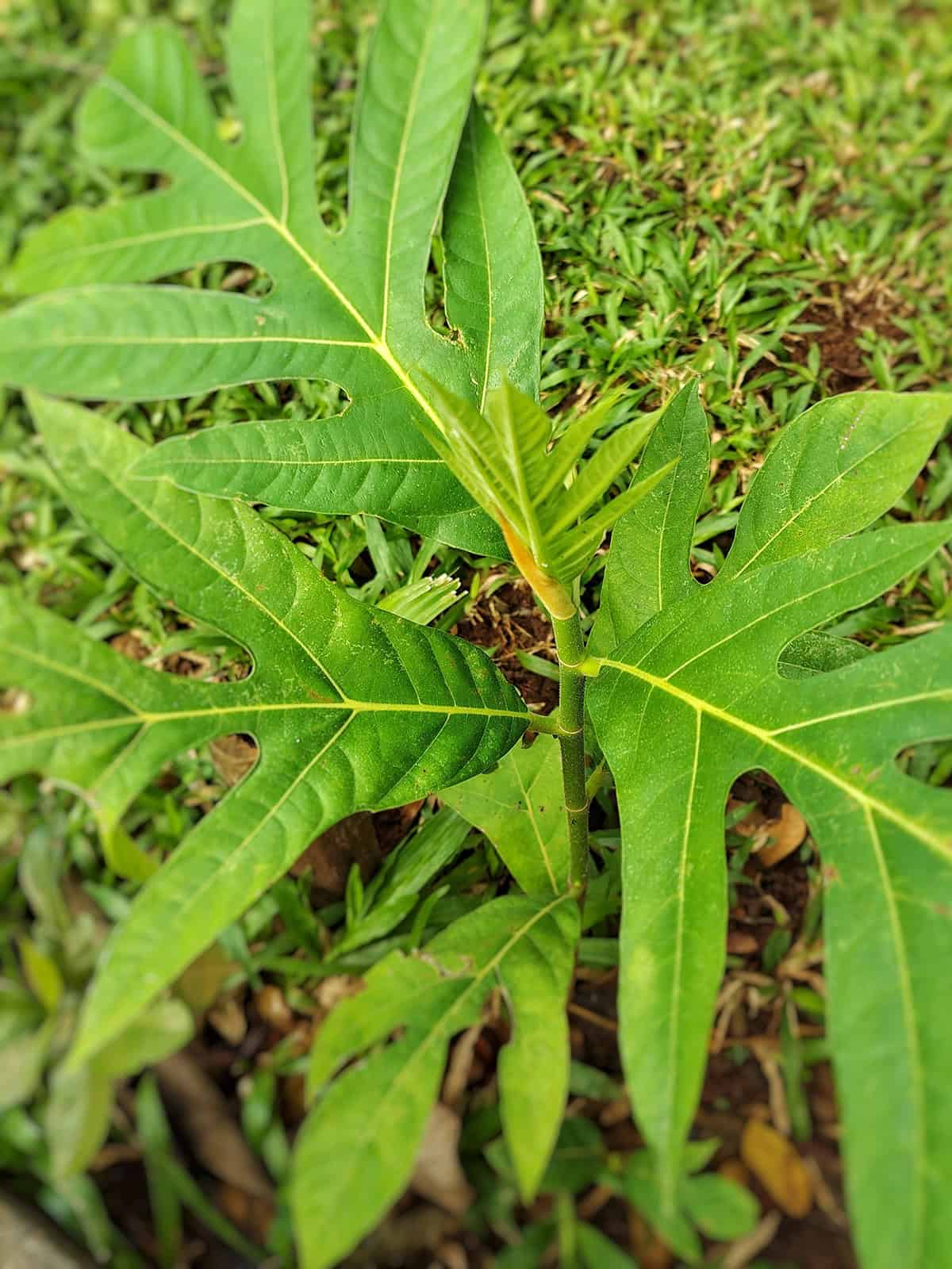 Soil Breadfruit Tree