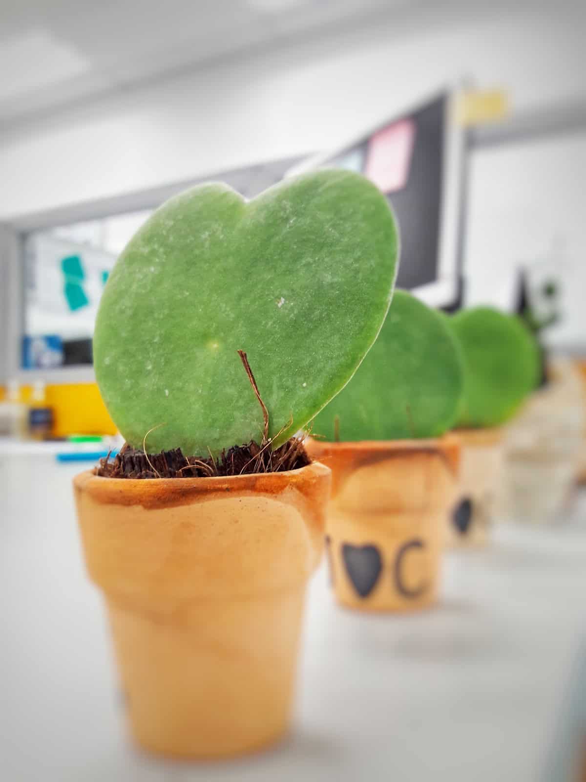 Soil Hoya Kerrii