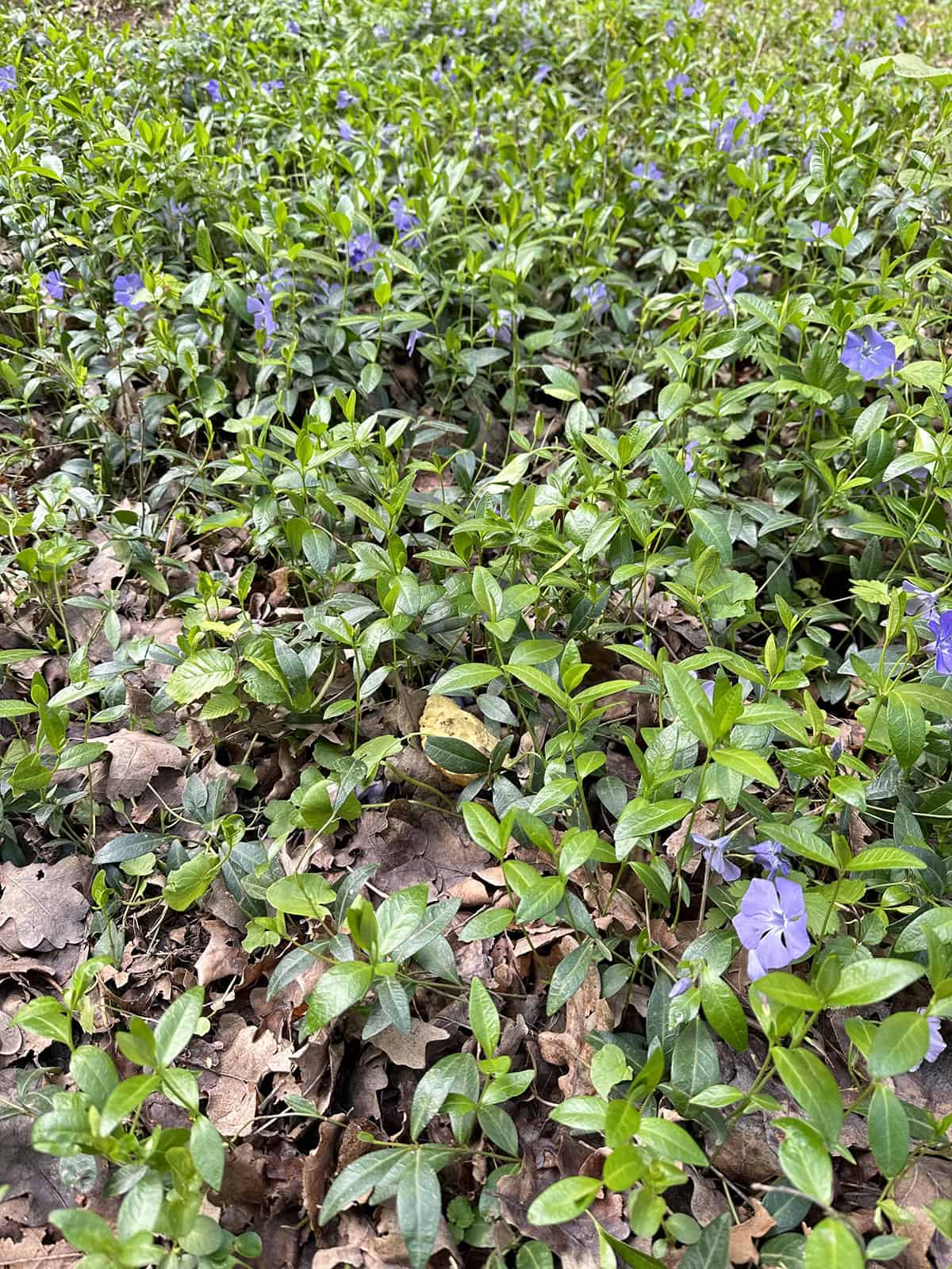 Soil Minor Vines