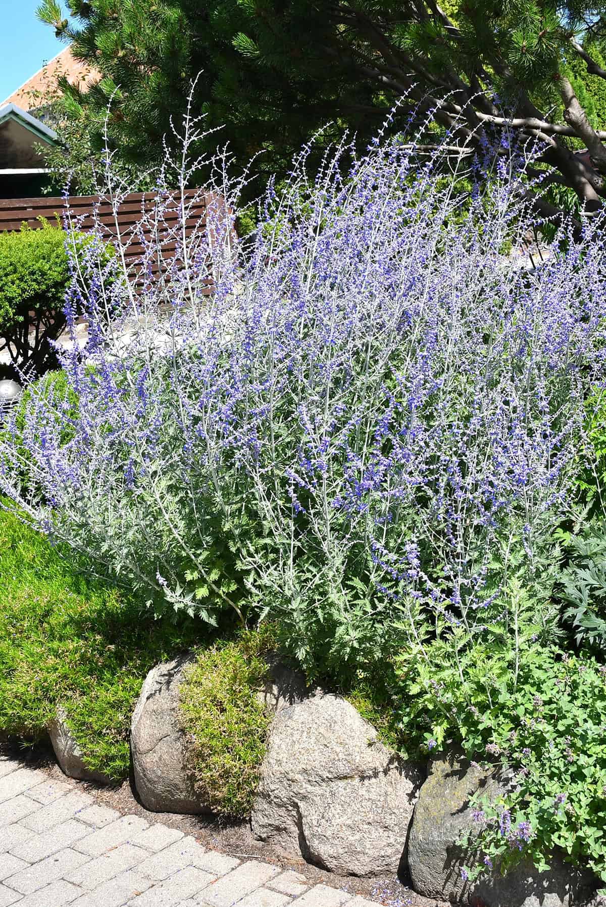 Soil Russian Sage