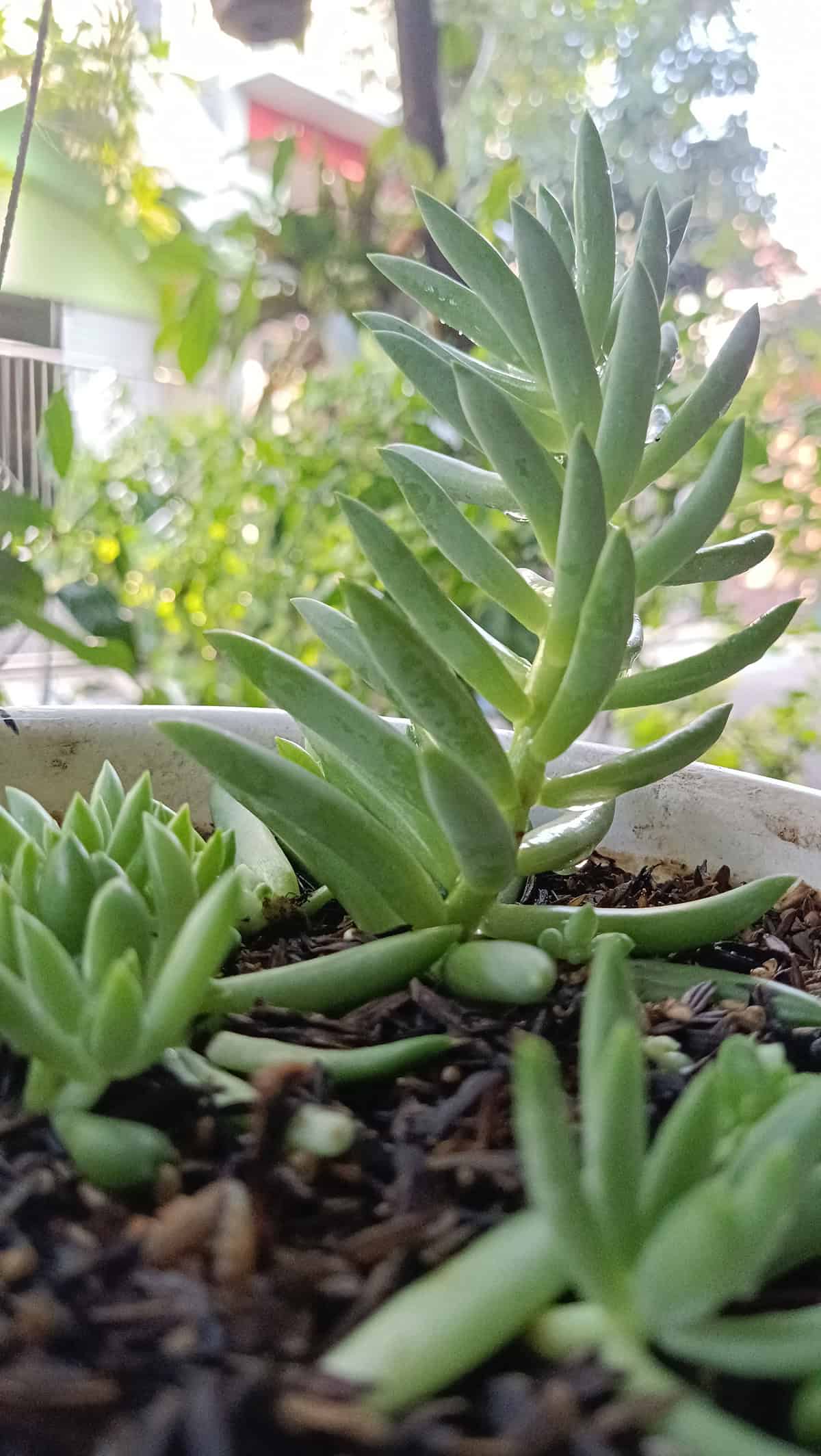 Soil Sedum Morganianum