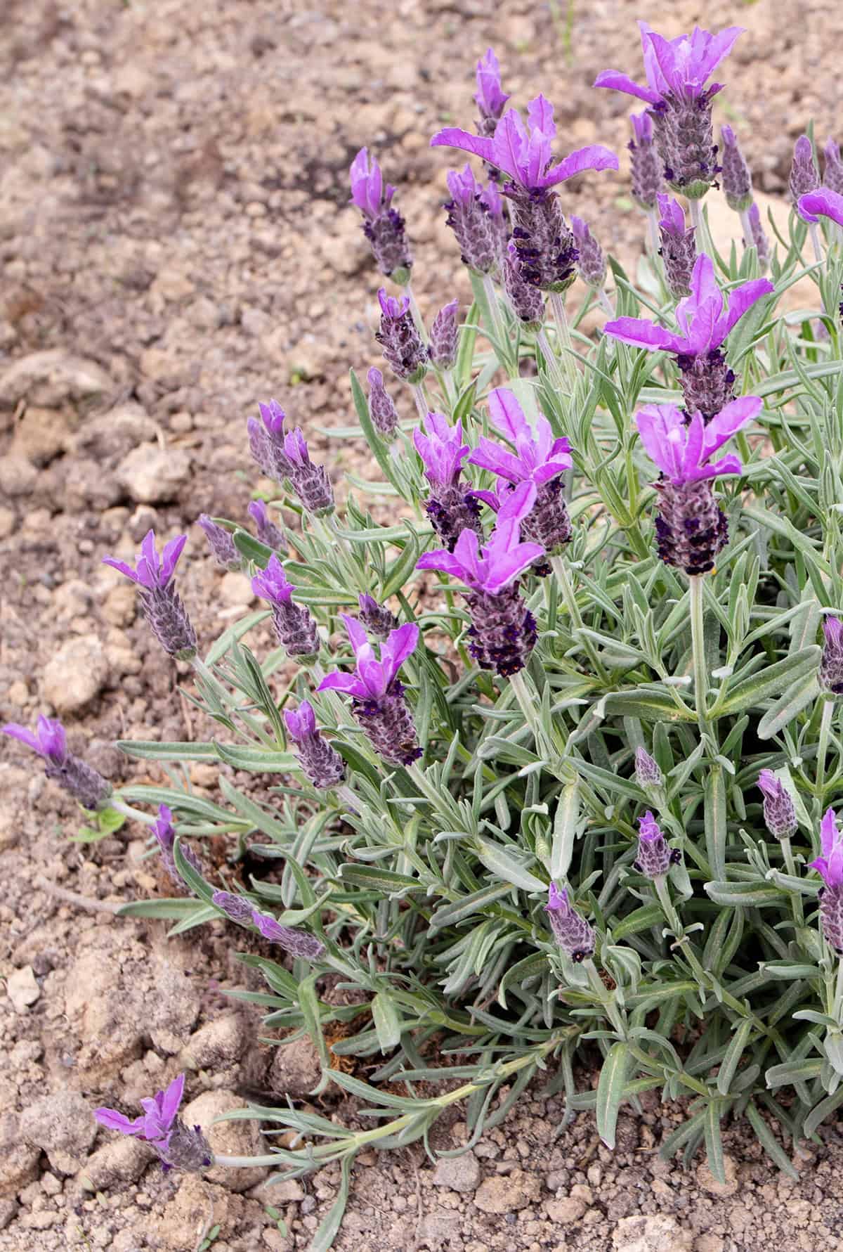 Soil Spanish Lavender