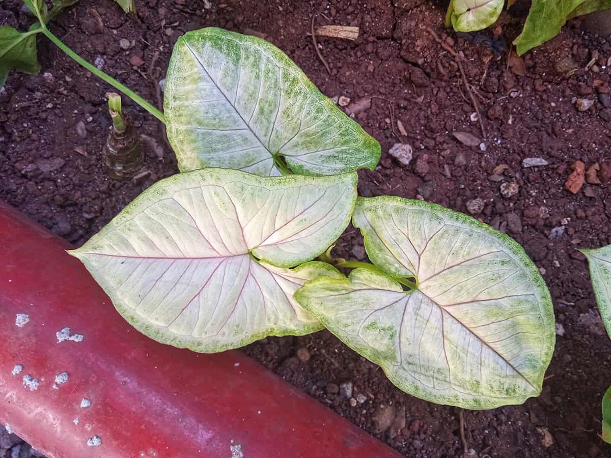 Soil Syngonium Albo