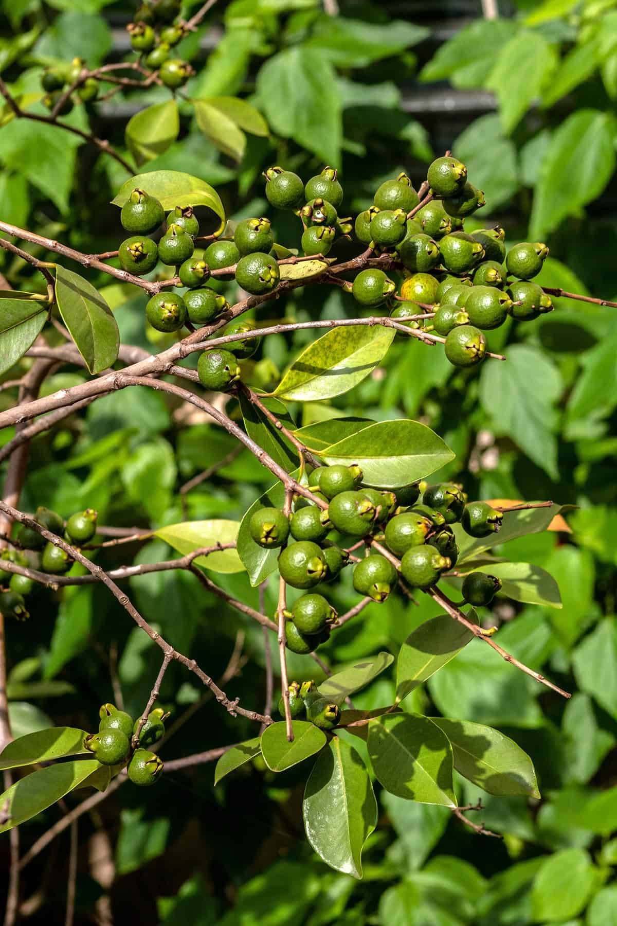 Strawberry guava (Psidium cattleianum)