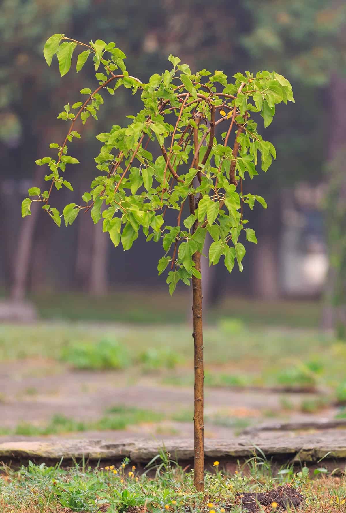 Temperature And Humidity Oak Tree