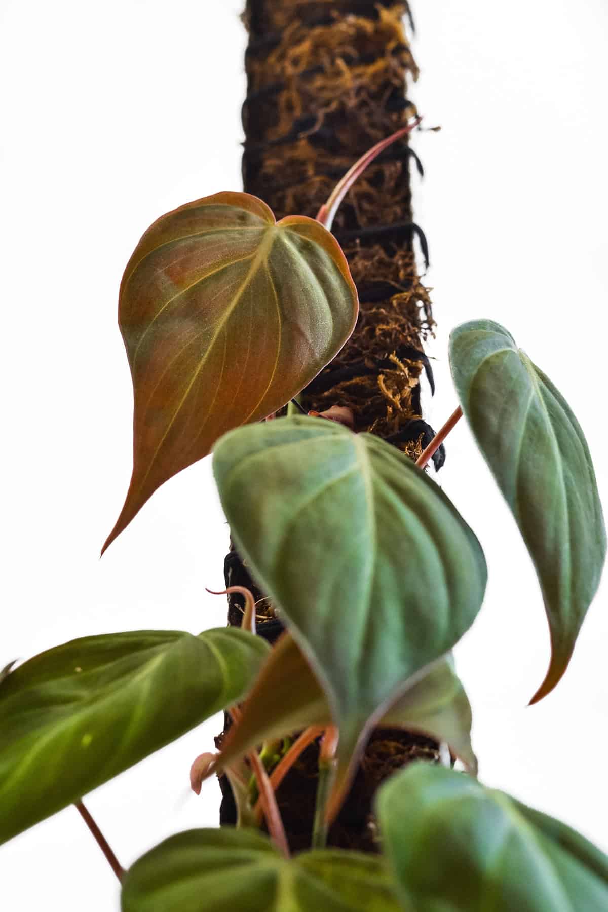 Temperature And Humidity Pholodendron Micans