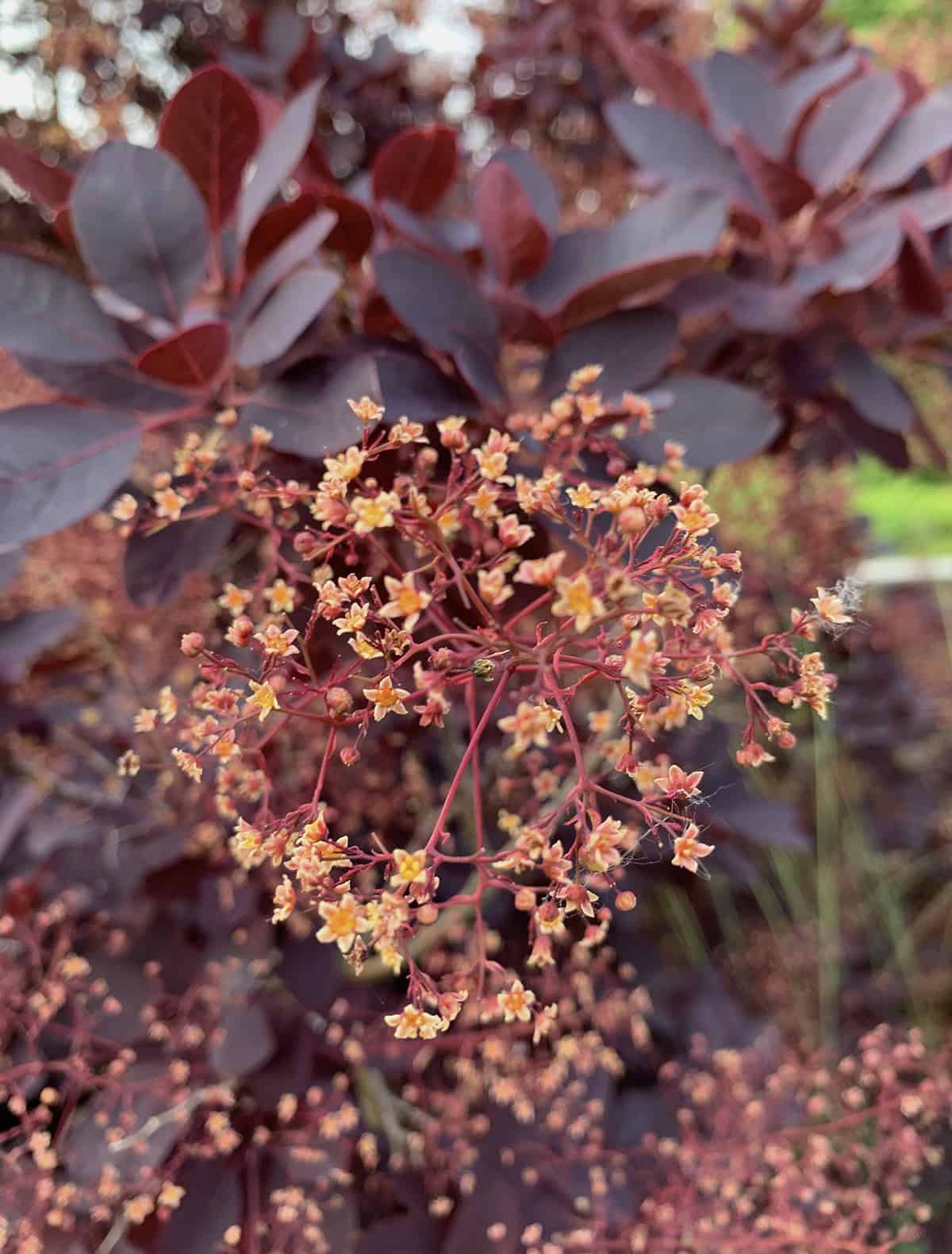 Temperature And Humidity Purple Smoke Bush