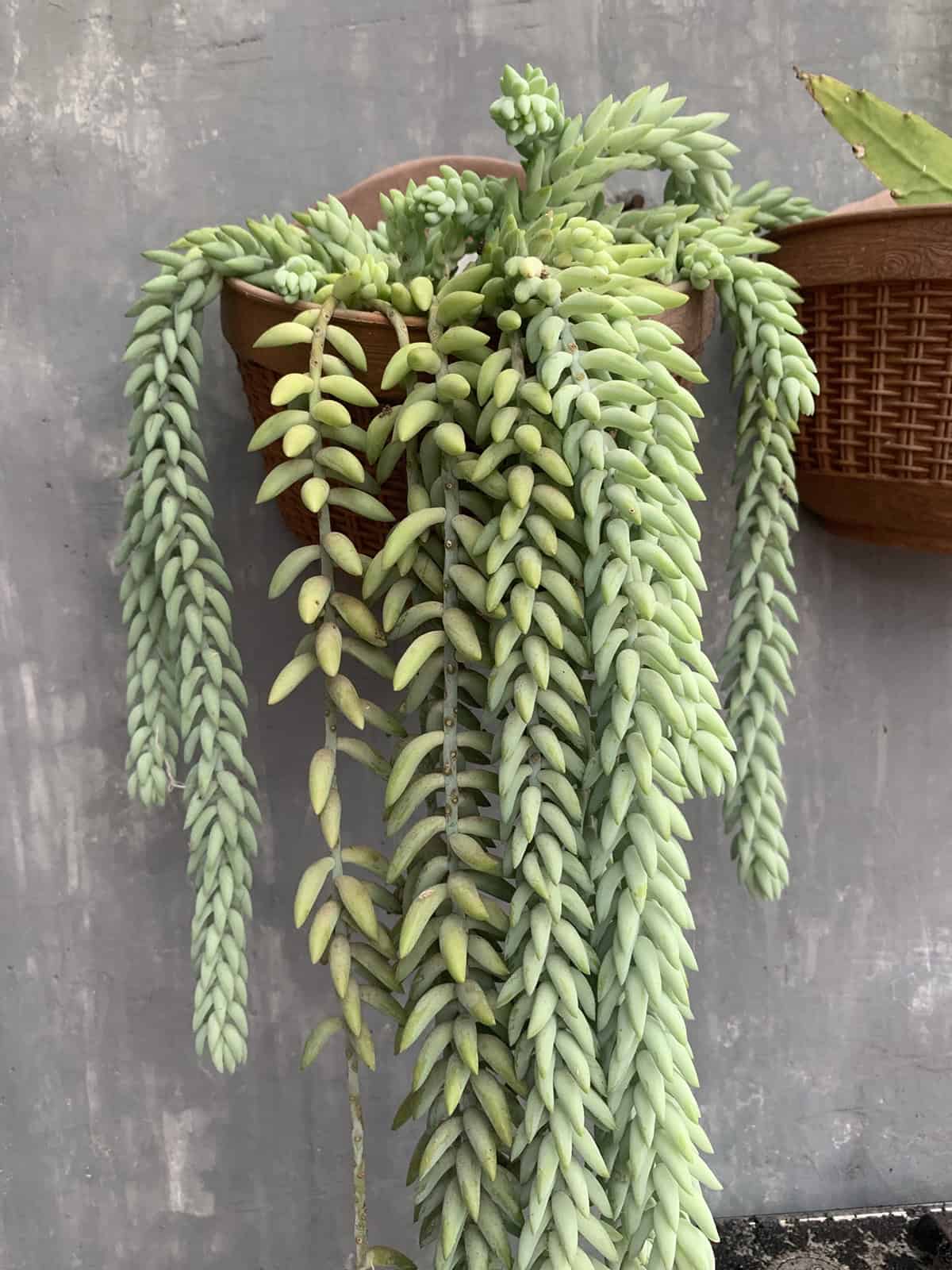 Temperature And Humidity Sedum Morganianum