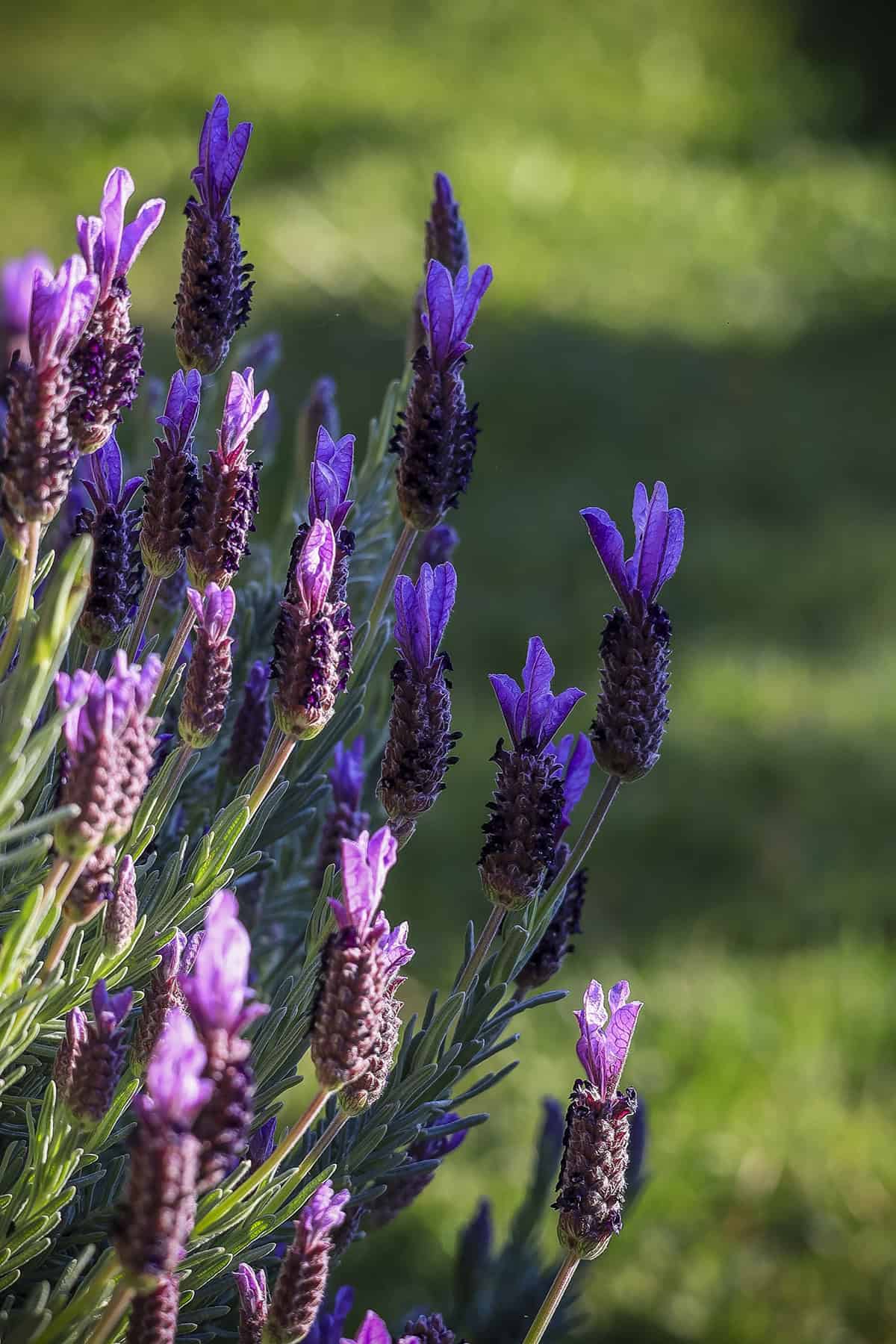 Temperature And Humidity Spanish Lavender
