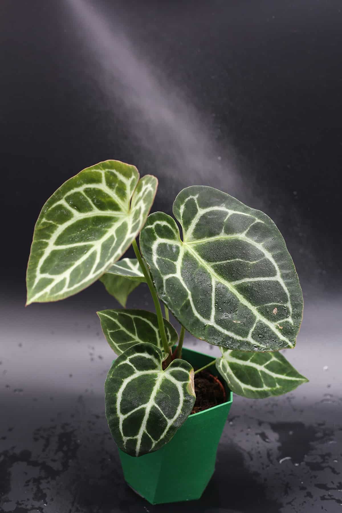 Temperature & Humidity Anthurium Crystallinum