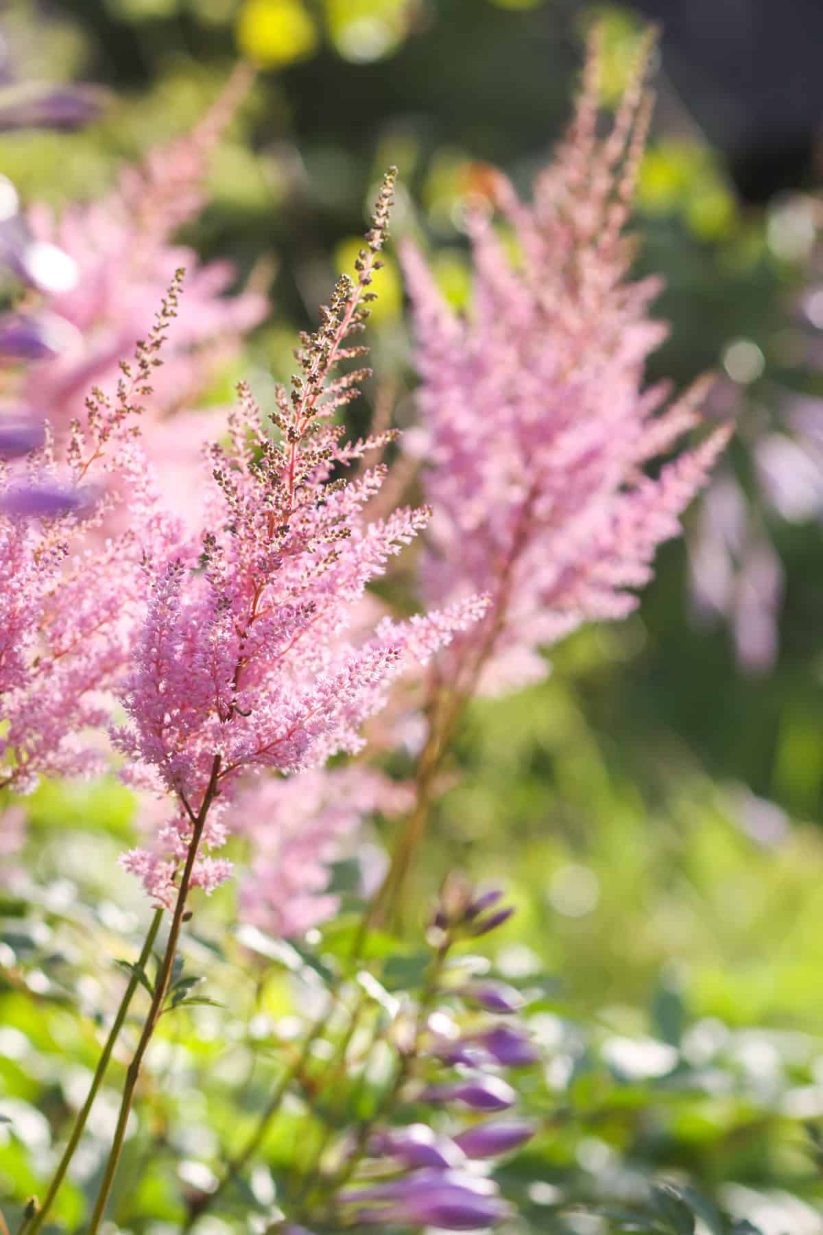 Temperature & Humidity Astilbe