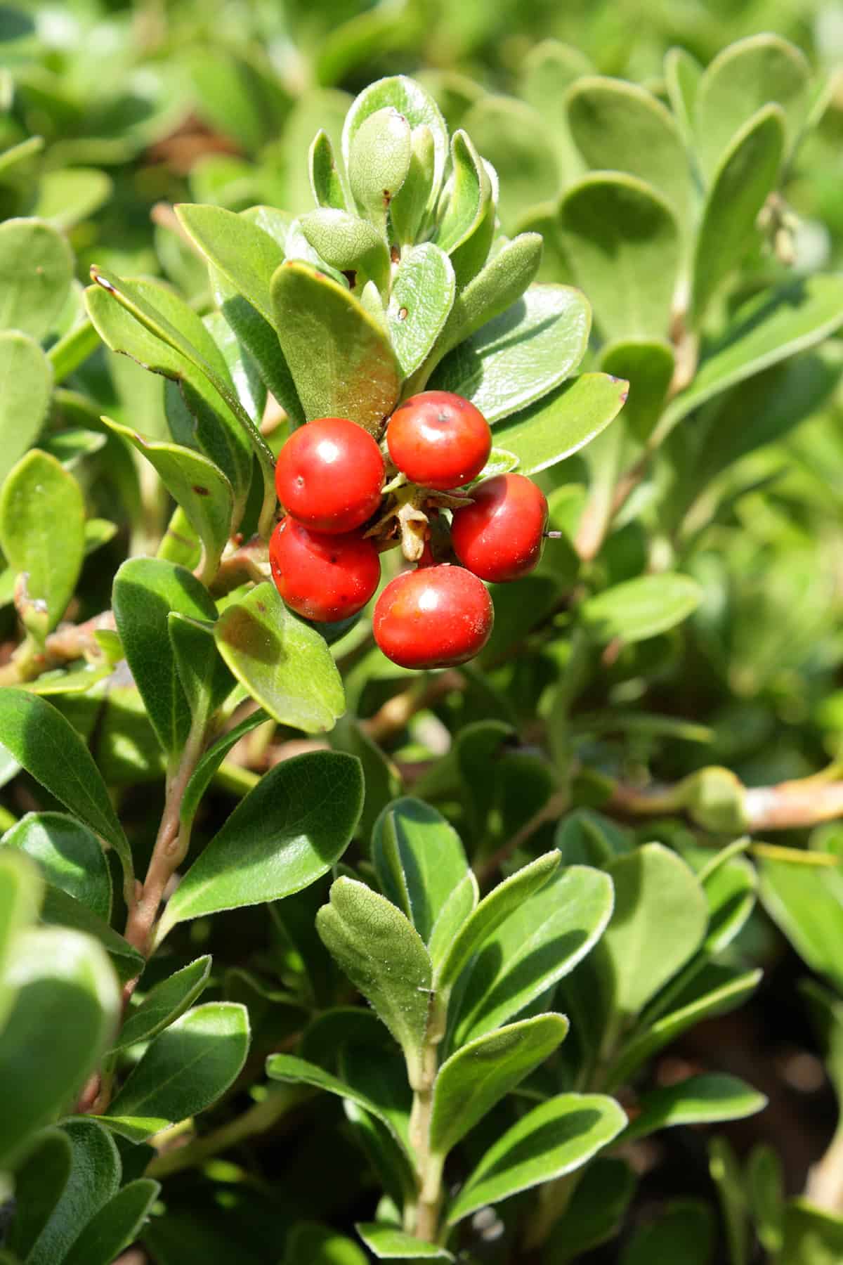 Temperature & Humidity Bearberry (Arctostaphylos uva ursi)