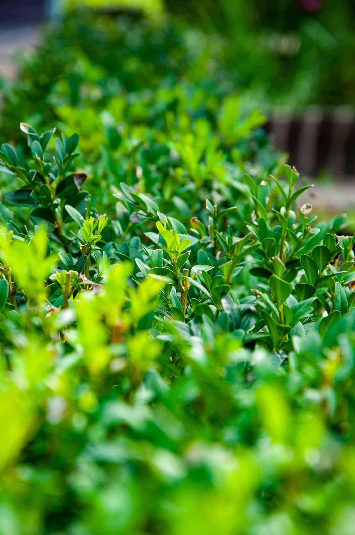 Temperature & Humidity Boxwood