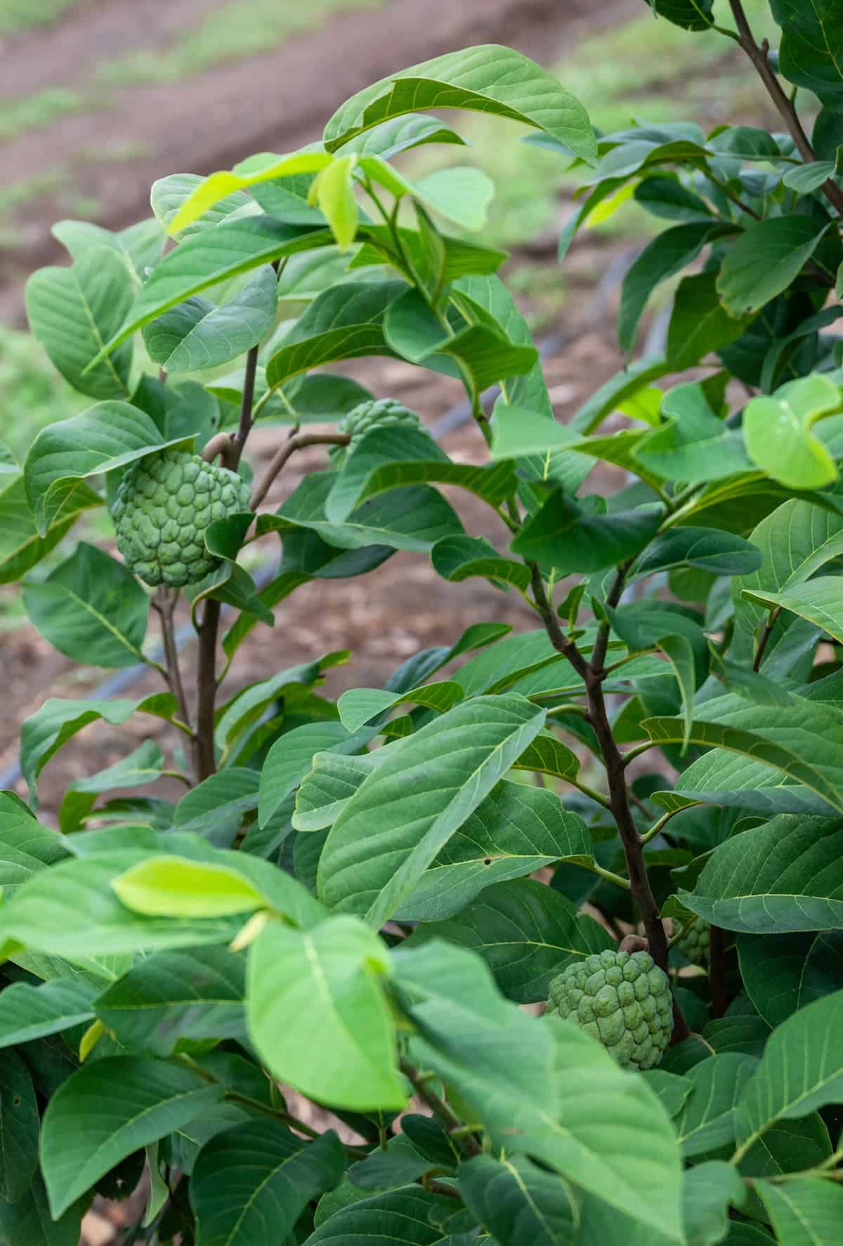 Temperature & Humidity Custard Apple Tree