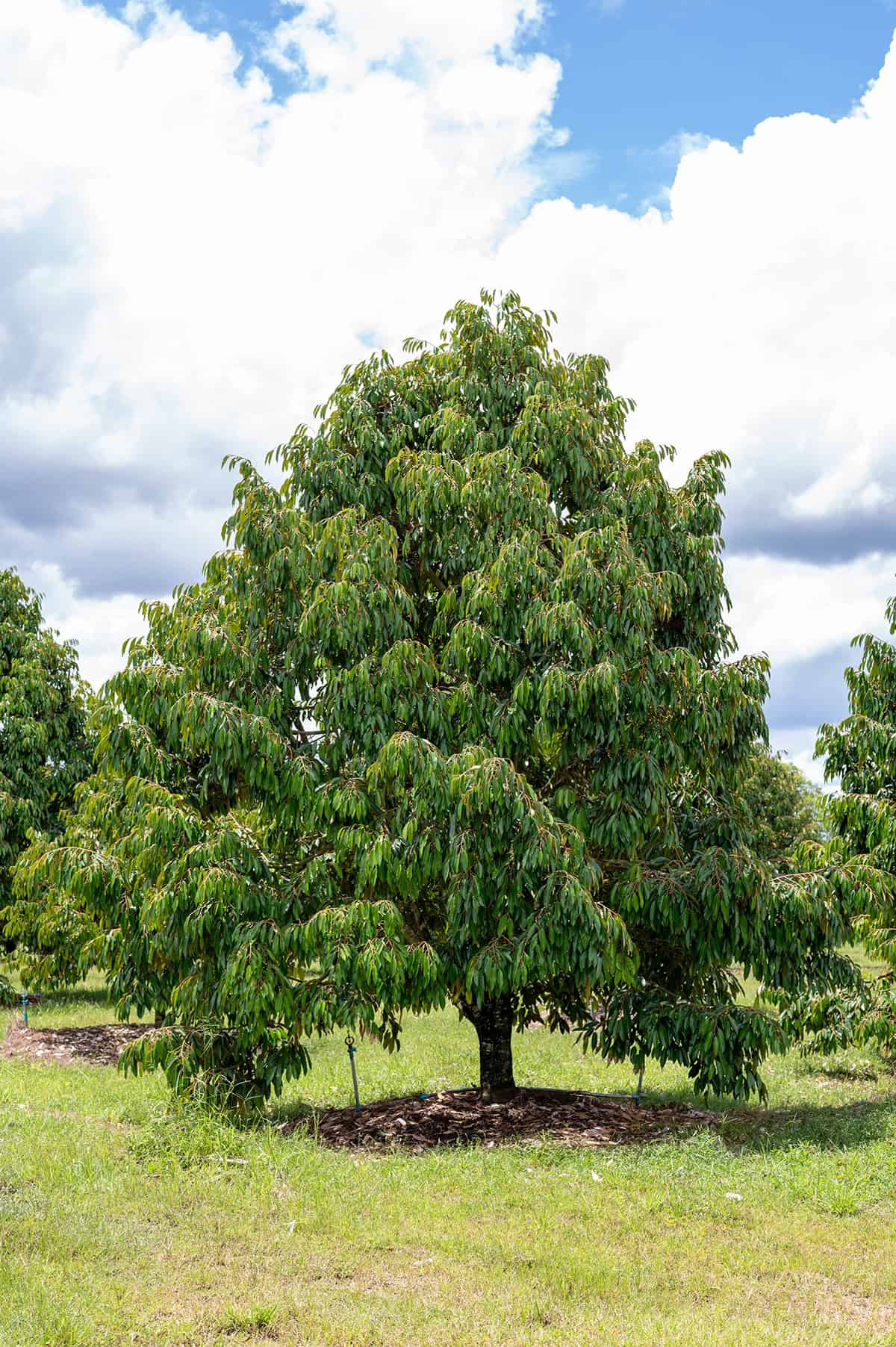 Temperature & Humidity Durian Tree