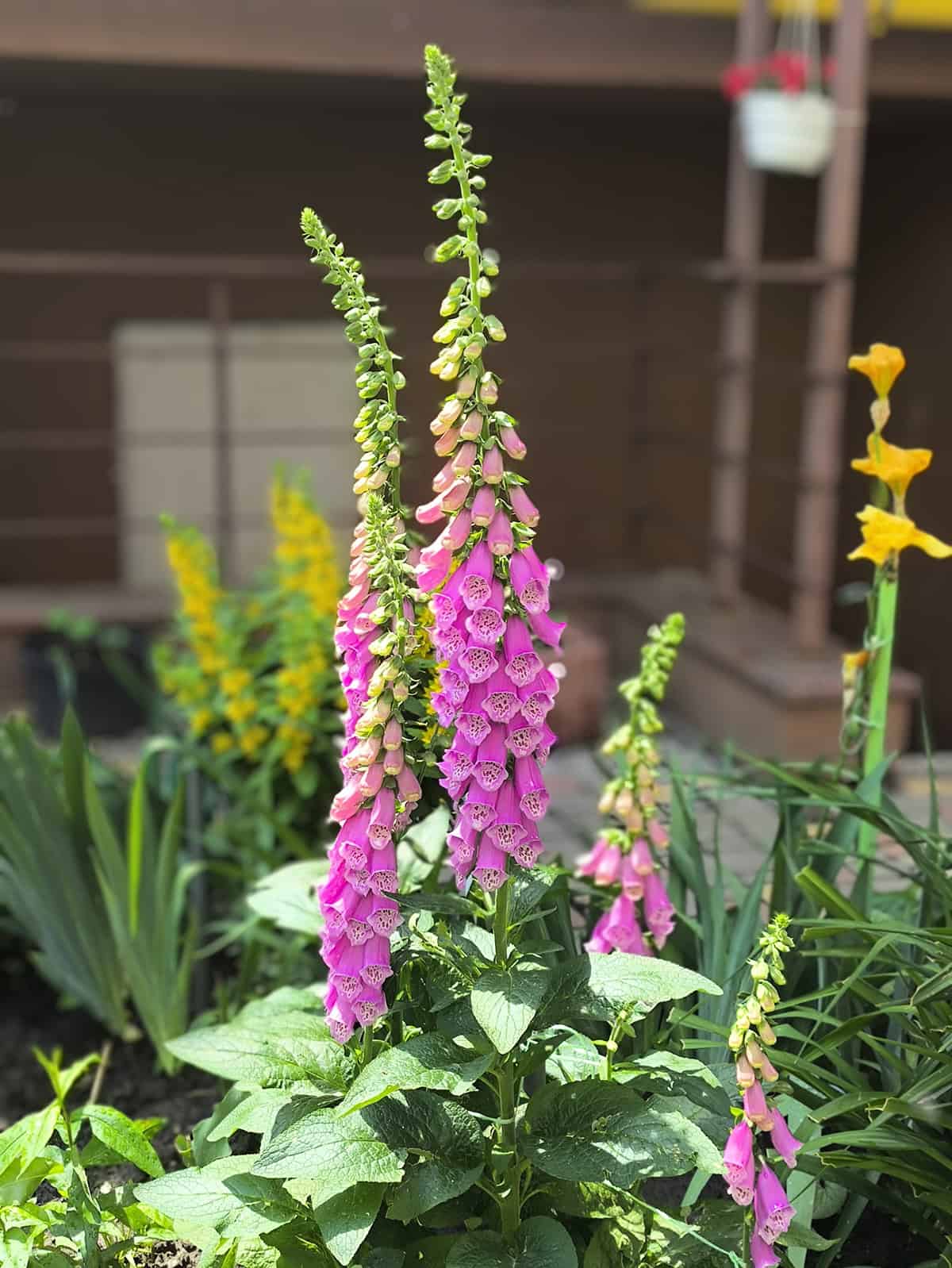 Temperature & Humidity Foxglove
