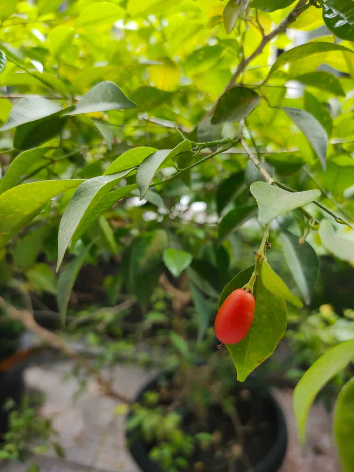 Temperature & Humidity Goji Berry