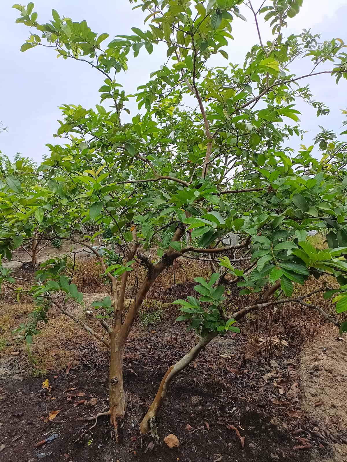 Temperature & Humidity Guava Tree