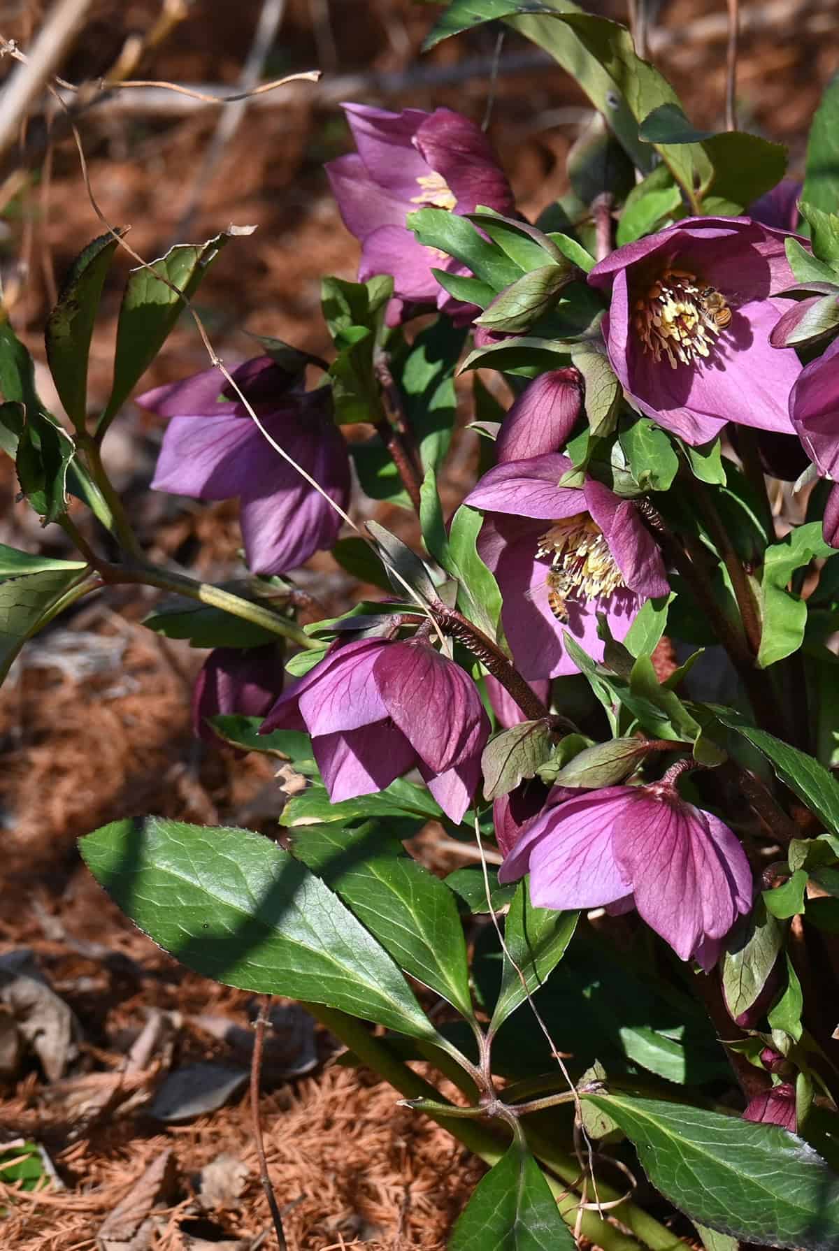 Temperature & Humidity Hellebore