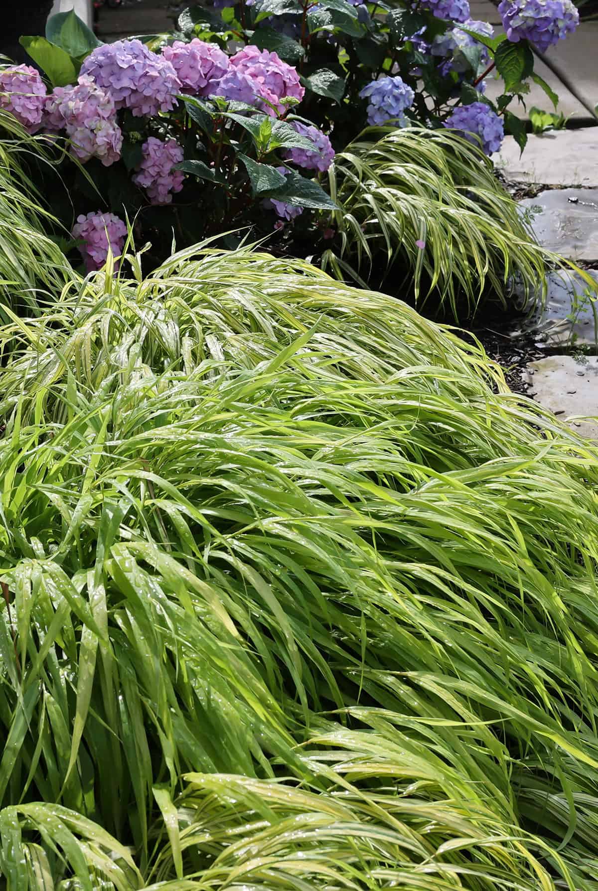 Temperature & Humidity Japanese Forest Grass_1