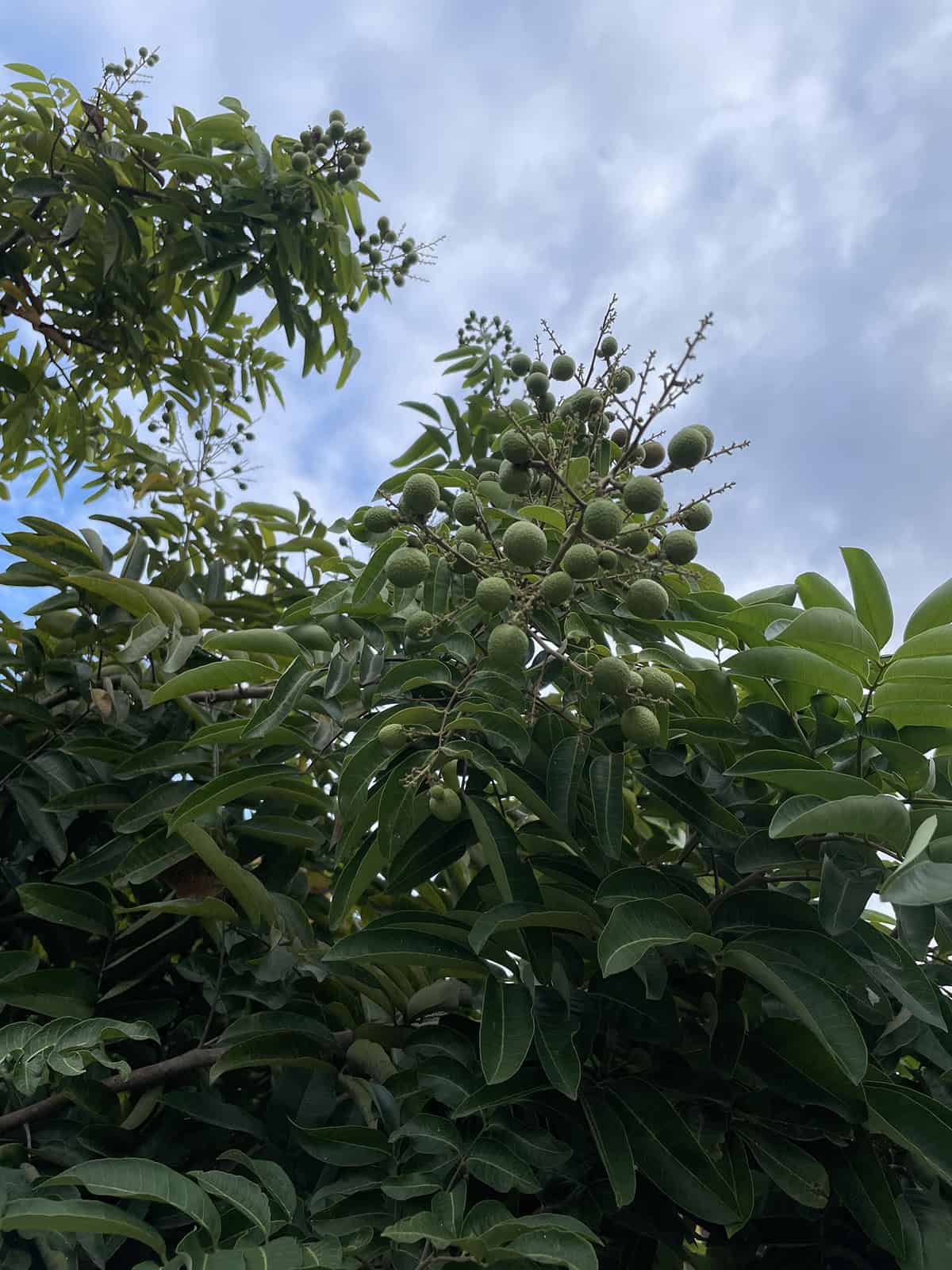 Temperature & Humidity Longan Tree