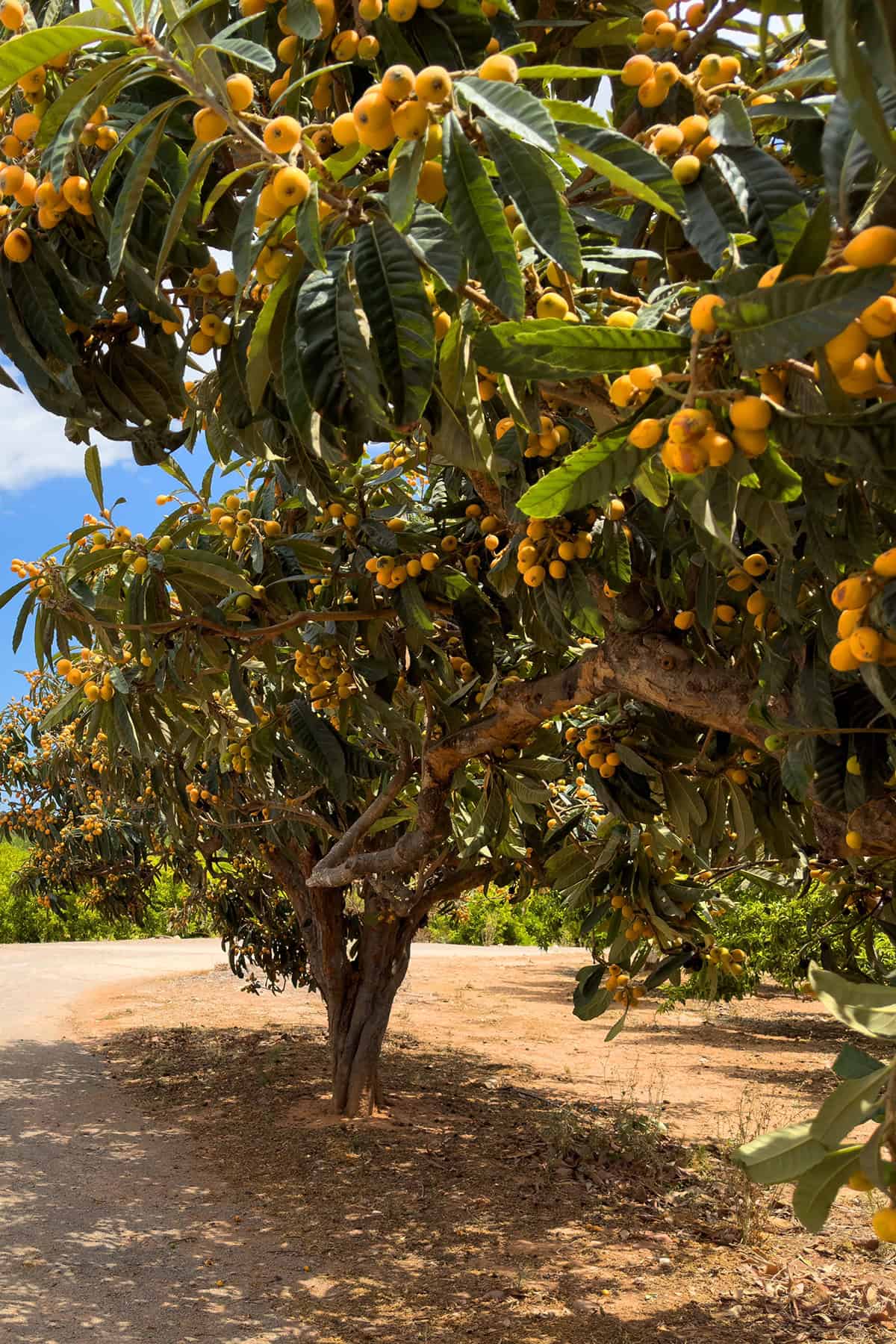 Temperature & Humidity Loquat Tree_1