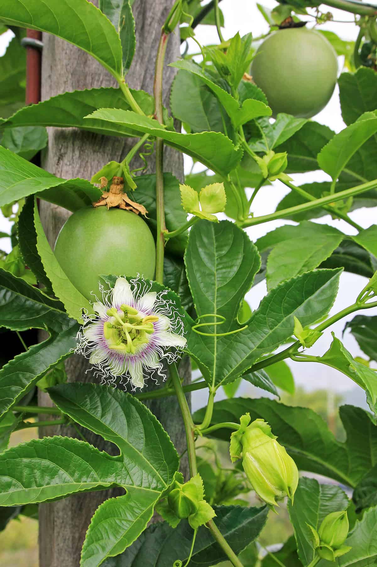 Temperature & Humidity Passion Fruit Vine