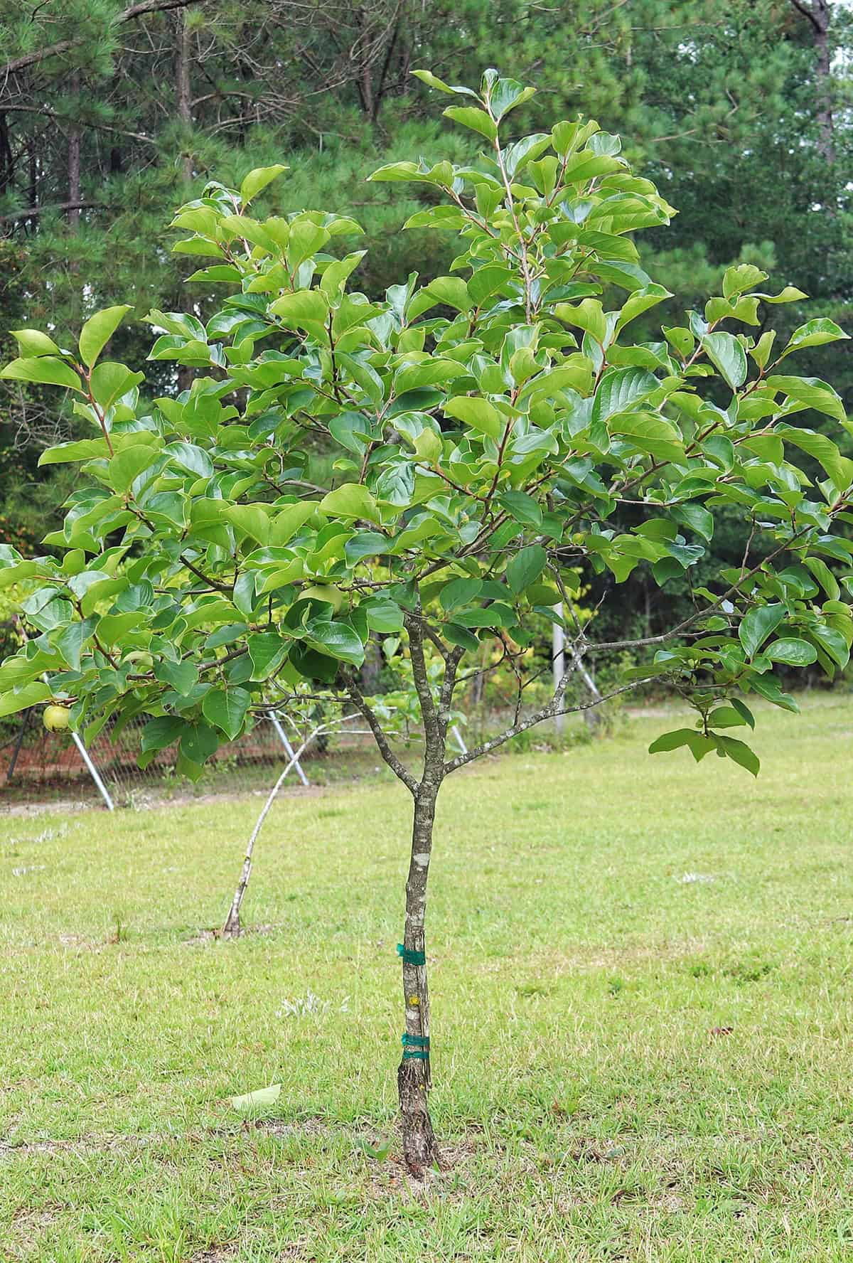 Temperature & Humidity Persimmon Tree