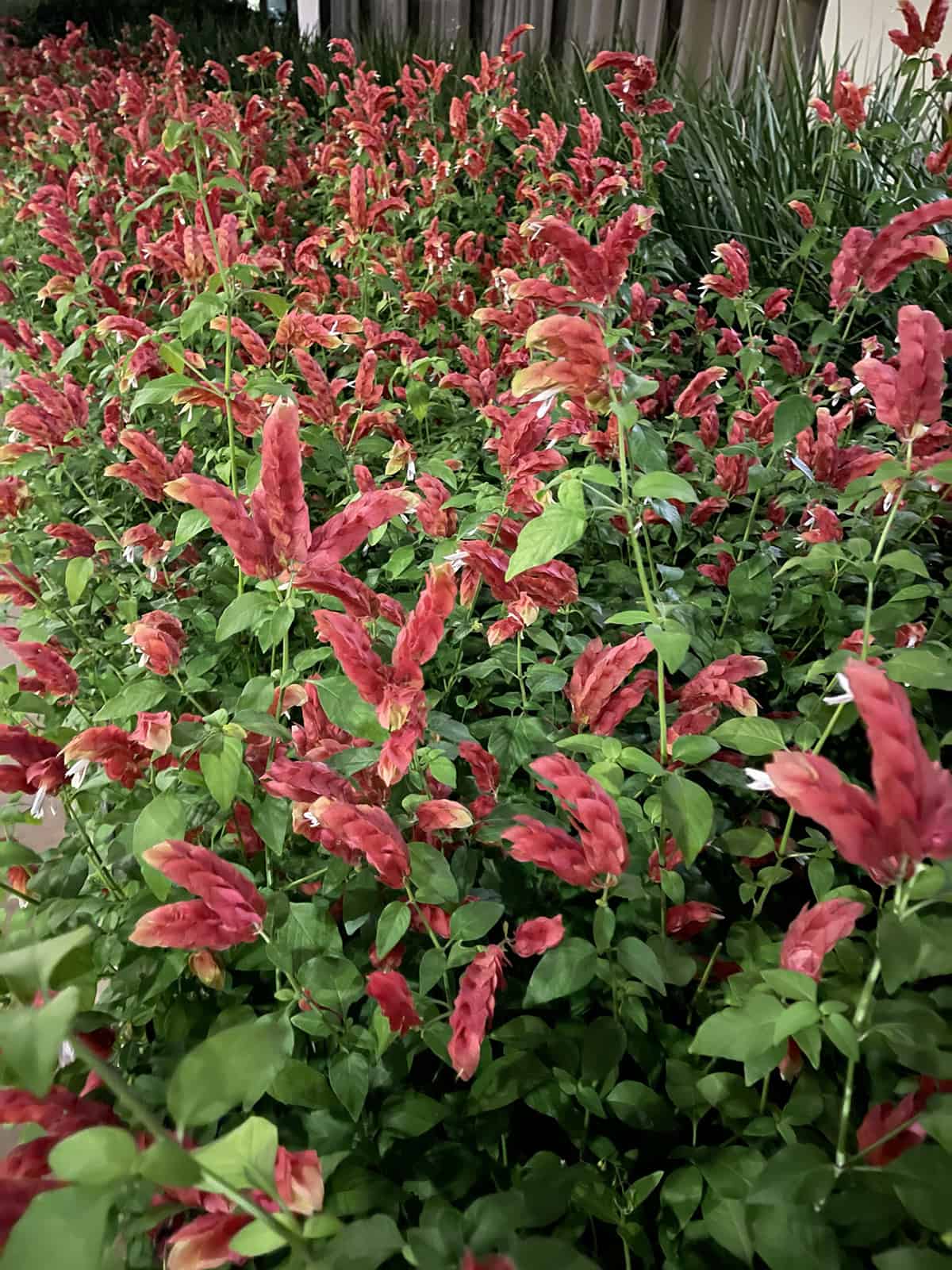 Temperature & Humidity Shrimp Plant