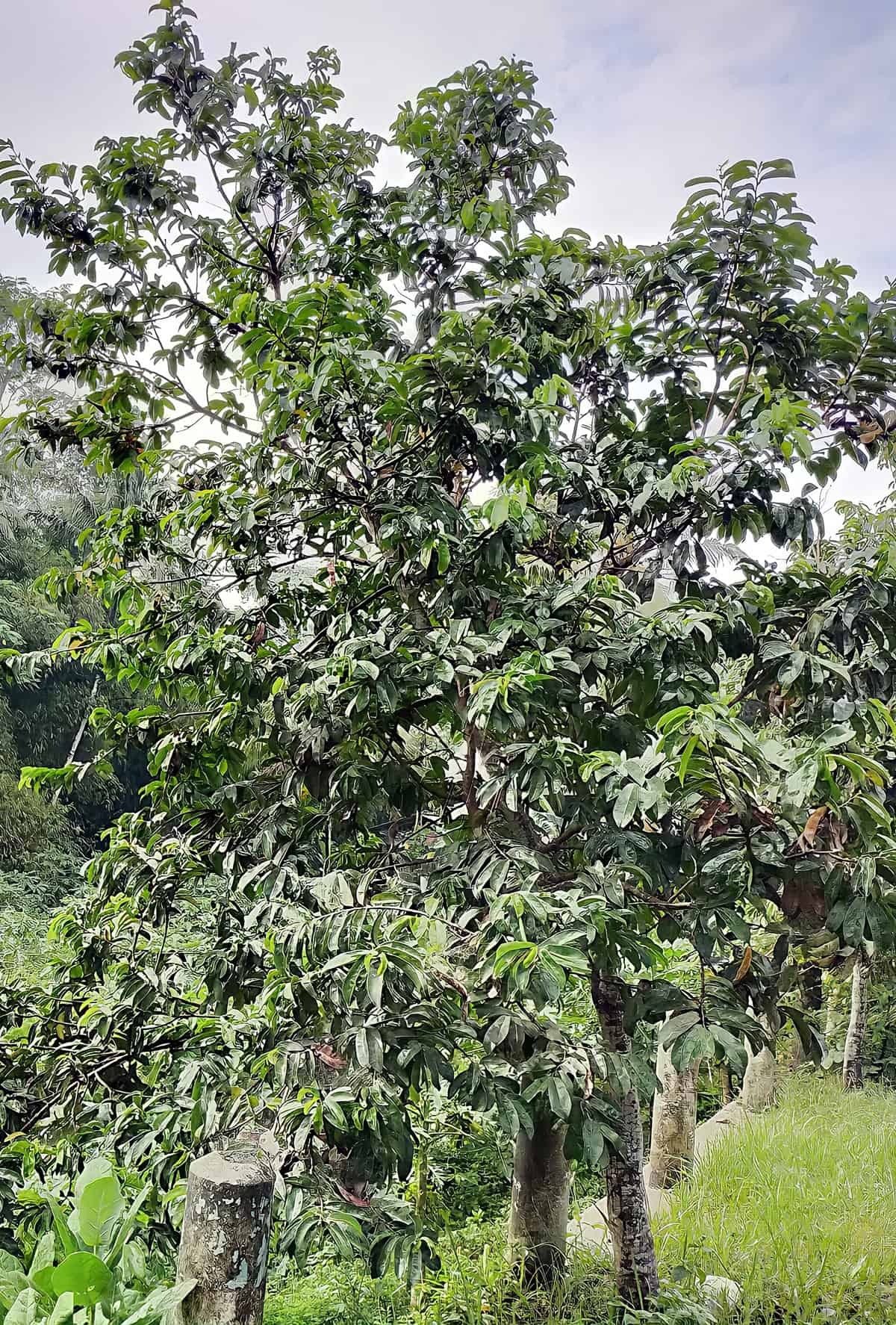 Temperature & Humidity Soursop Tree